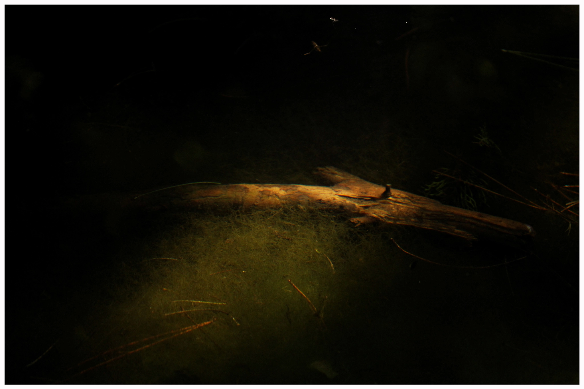 Canon EF-S 60mm F2.8 Macro USM sample photo. Branch in the pond photography