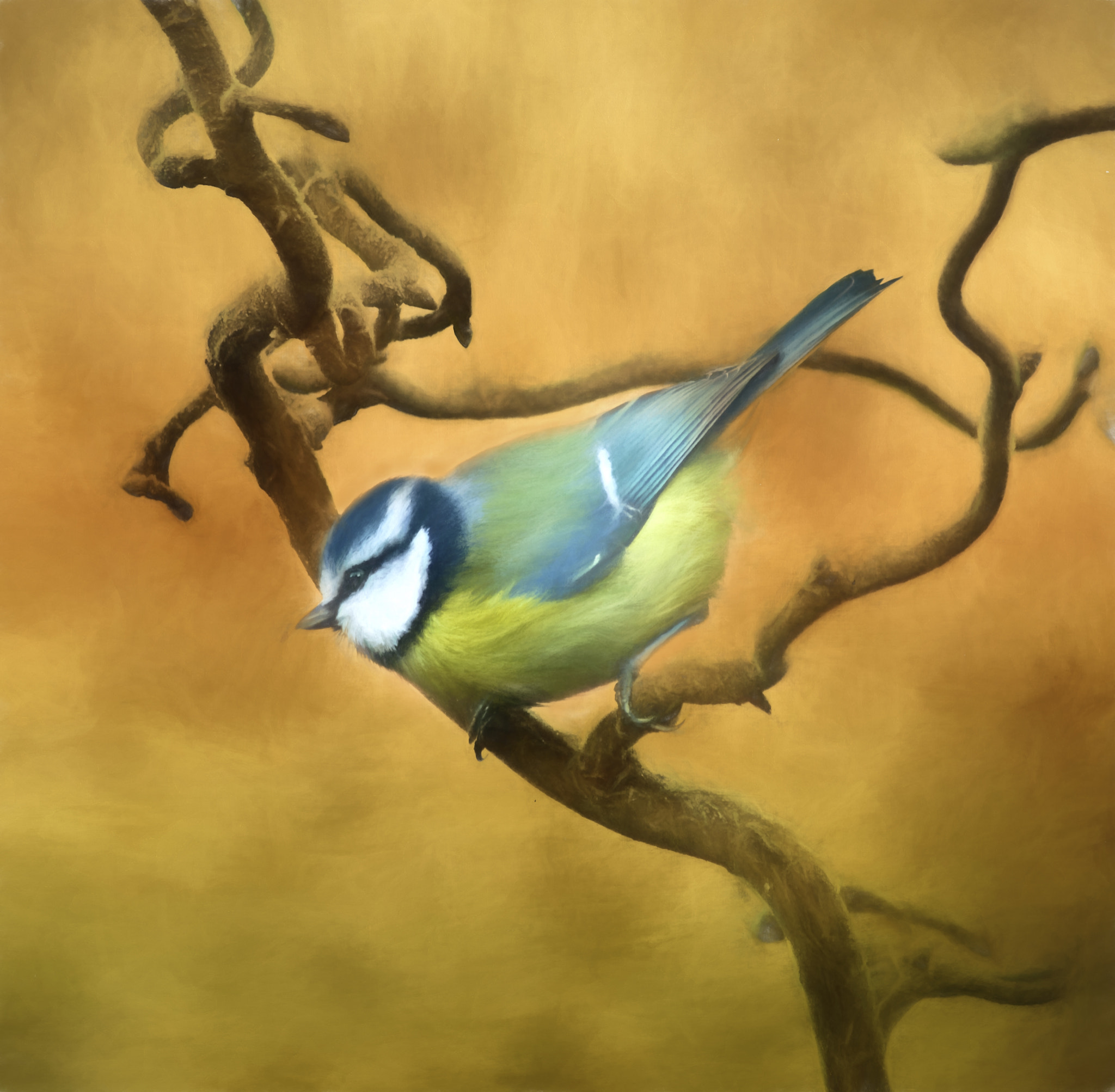 Canon EF 75-300mm F4.0-5.6 IS USM sample photo. Bluetit photography