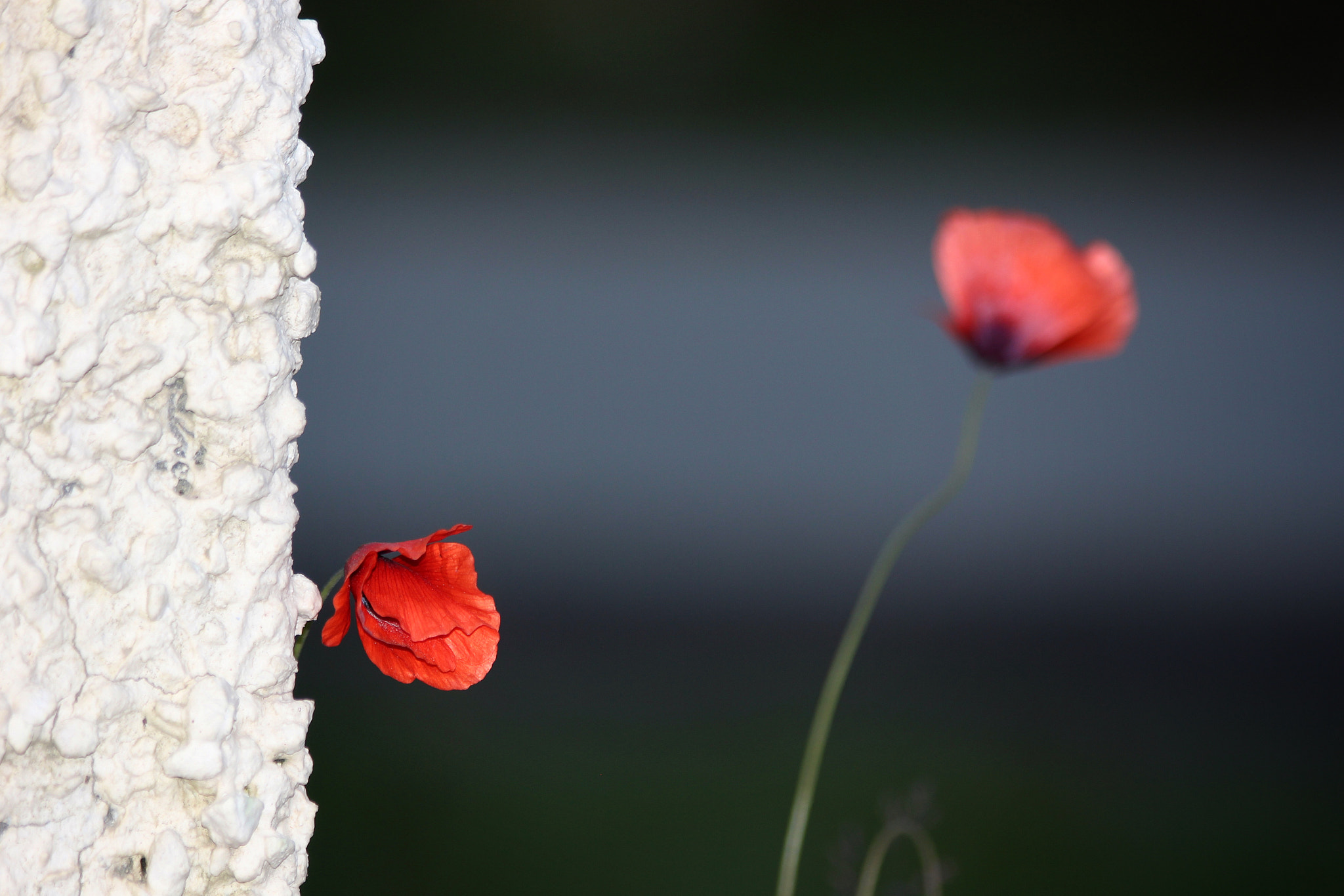 Canon EOS M sample photo. Anemones photography