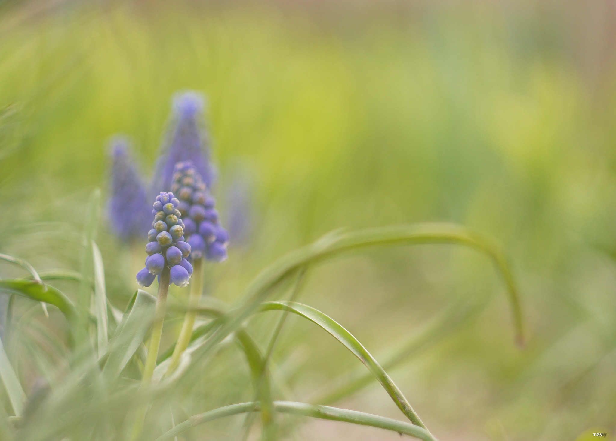 Sony SLT-A65 (SLT-A65V) + Minolta AF 50mm F1.7 sample photo. мираж photography