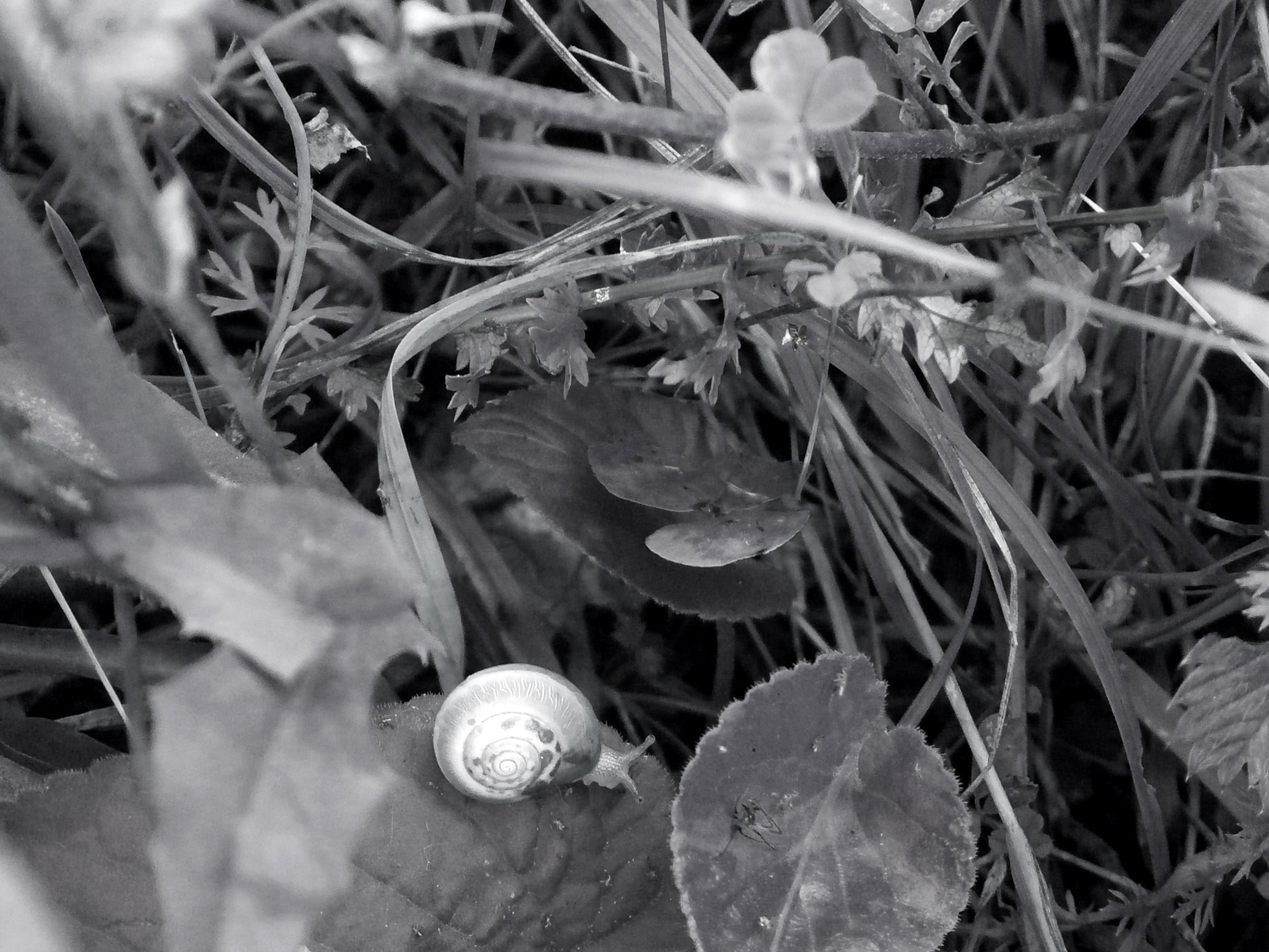 Olympus VG170 sample photo. It's a snail's world photography