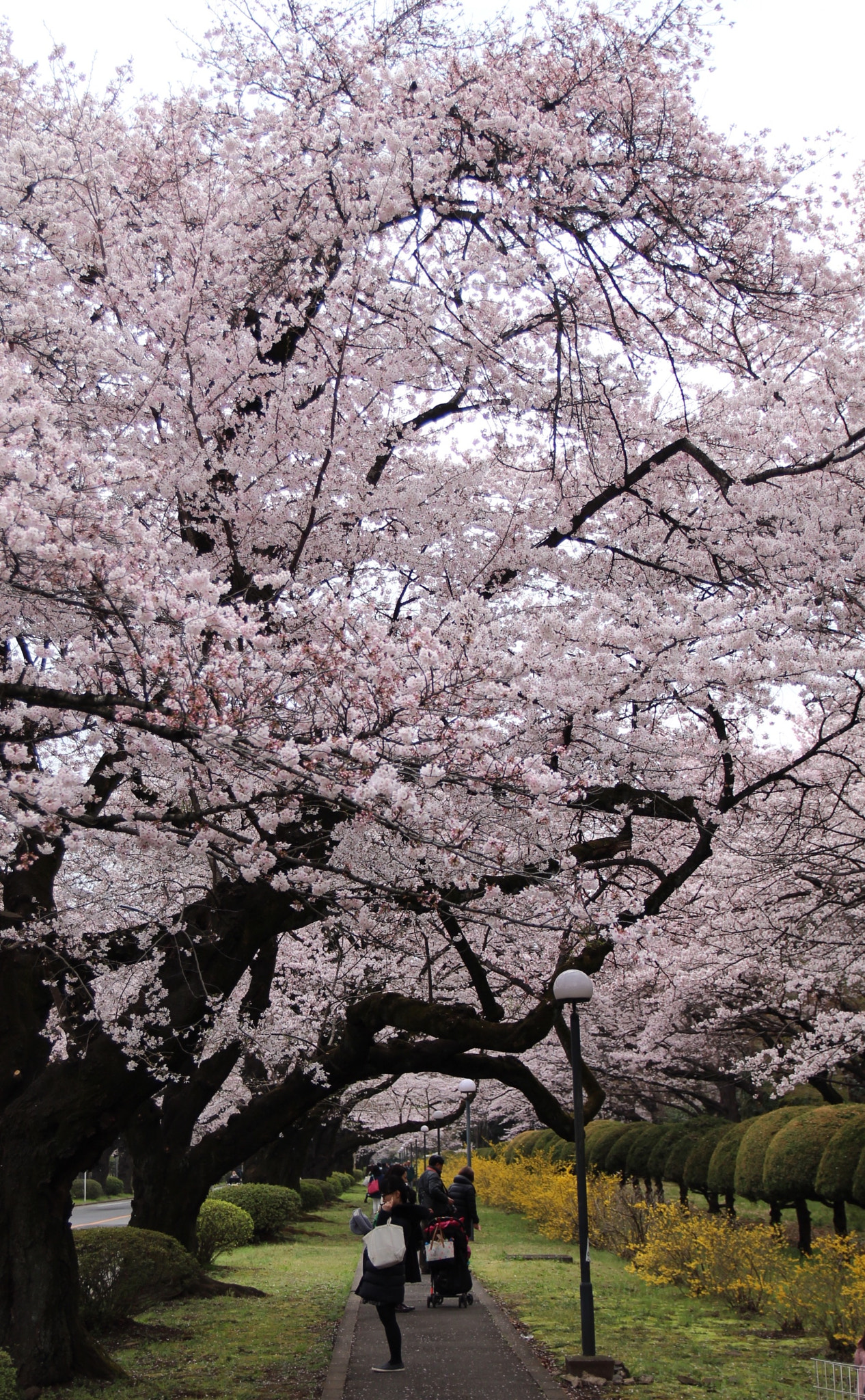 Canon EOS 700D (EOS Rebel T5i / EOS Kiss X7i) + Canon 17-50mm sample photo. Cherry blossom photography