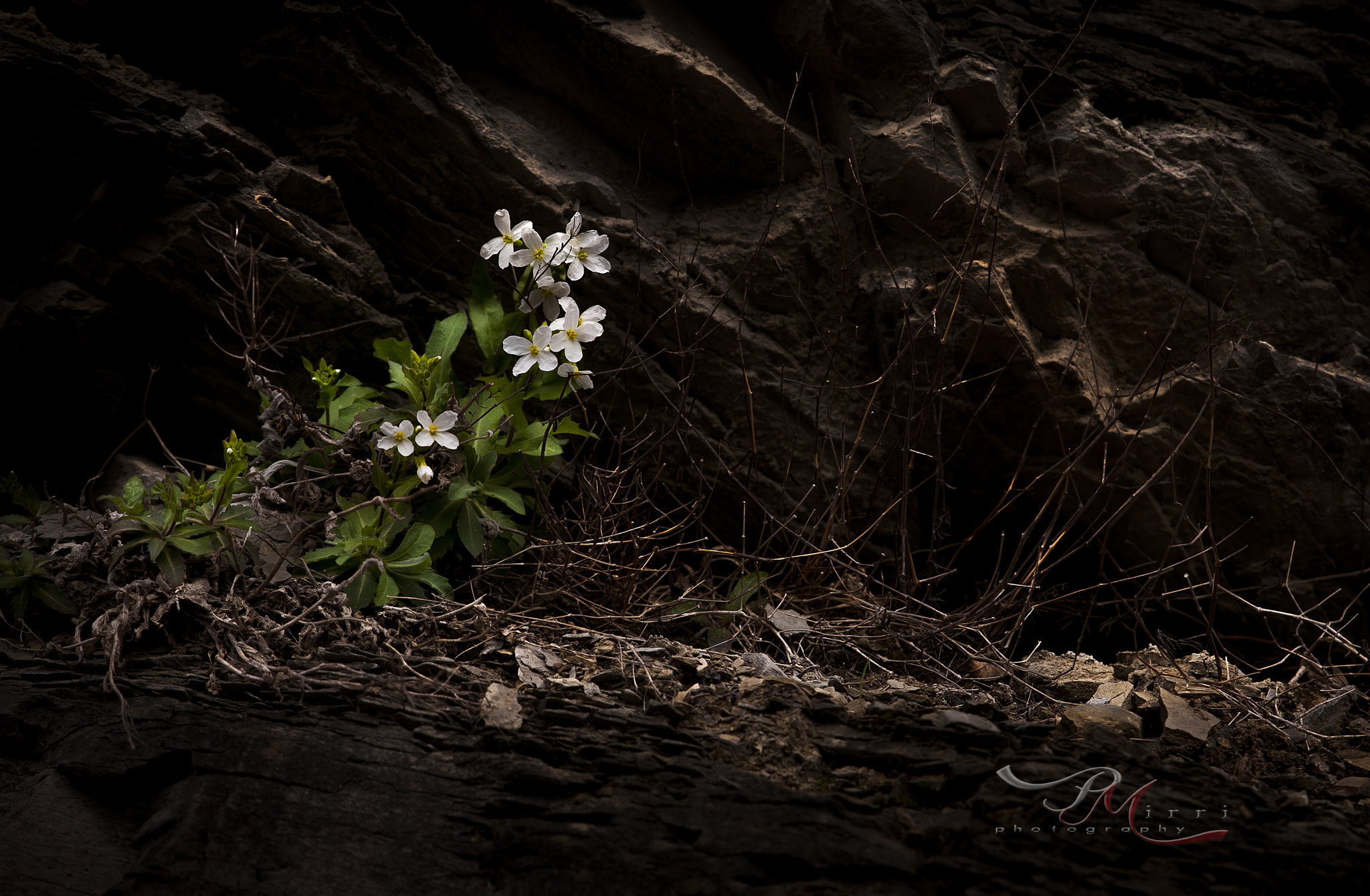 Tamron SP 24-70mm F2.8 Di VC USD sample photo. _pao8128-2.jpg photography