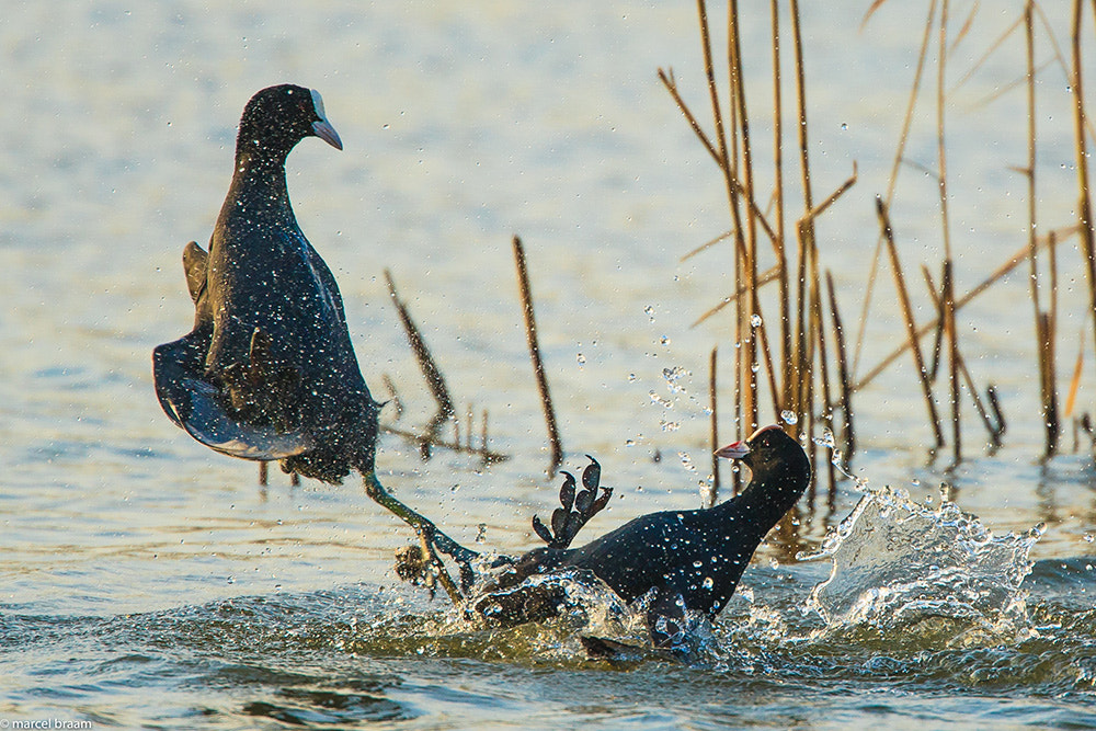 Canon EF 500mm F4L IS USM sample photo. Beautiful saturday photography