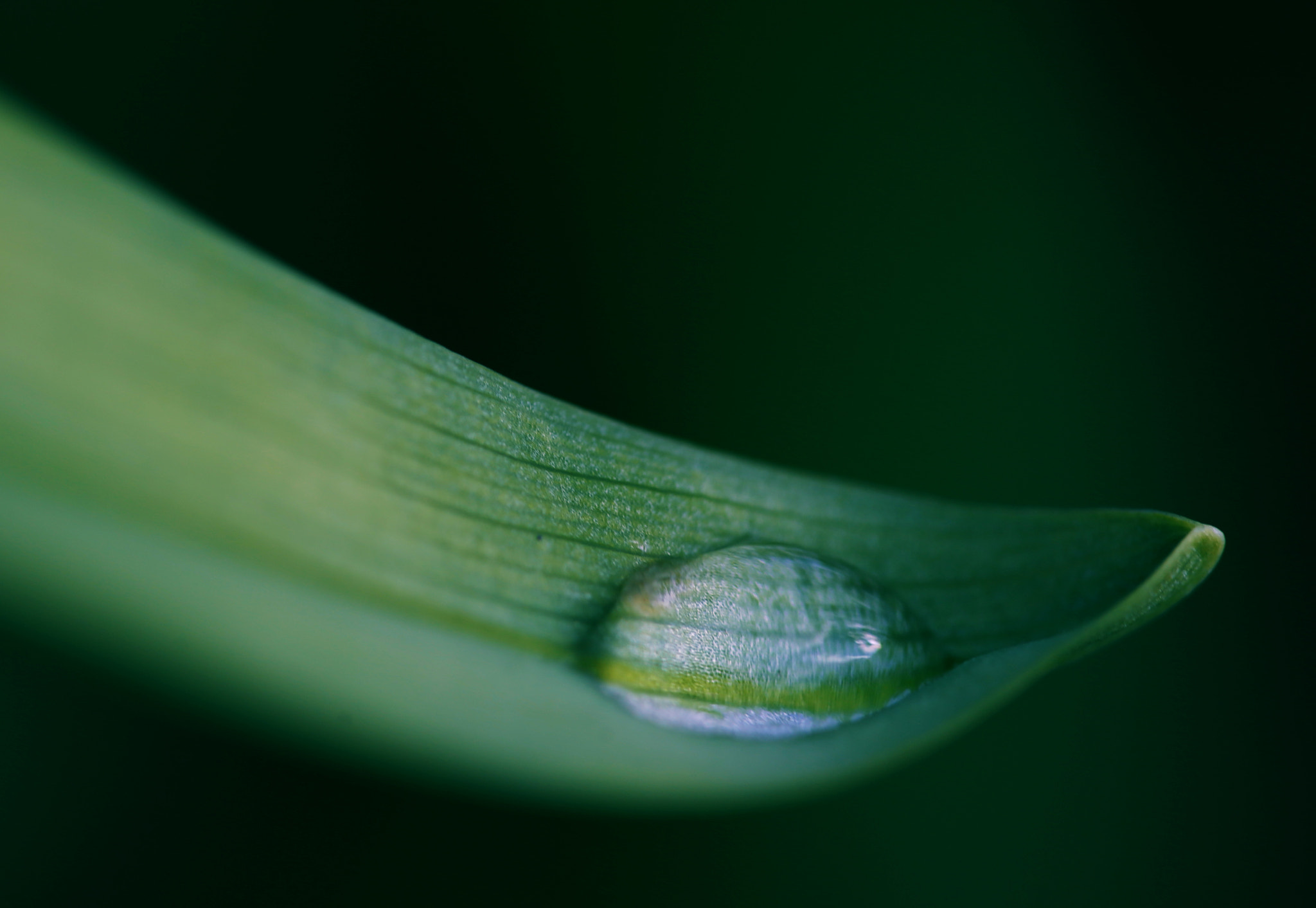 Sigma APO Macro 150mm f/2.8 EX DG HSM sample photo. Blade spoon photography