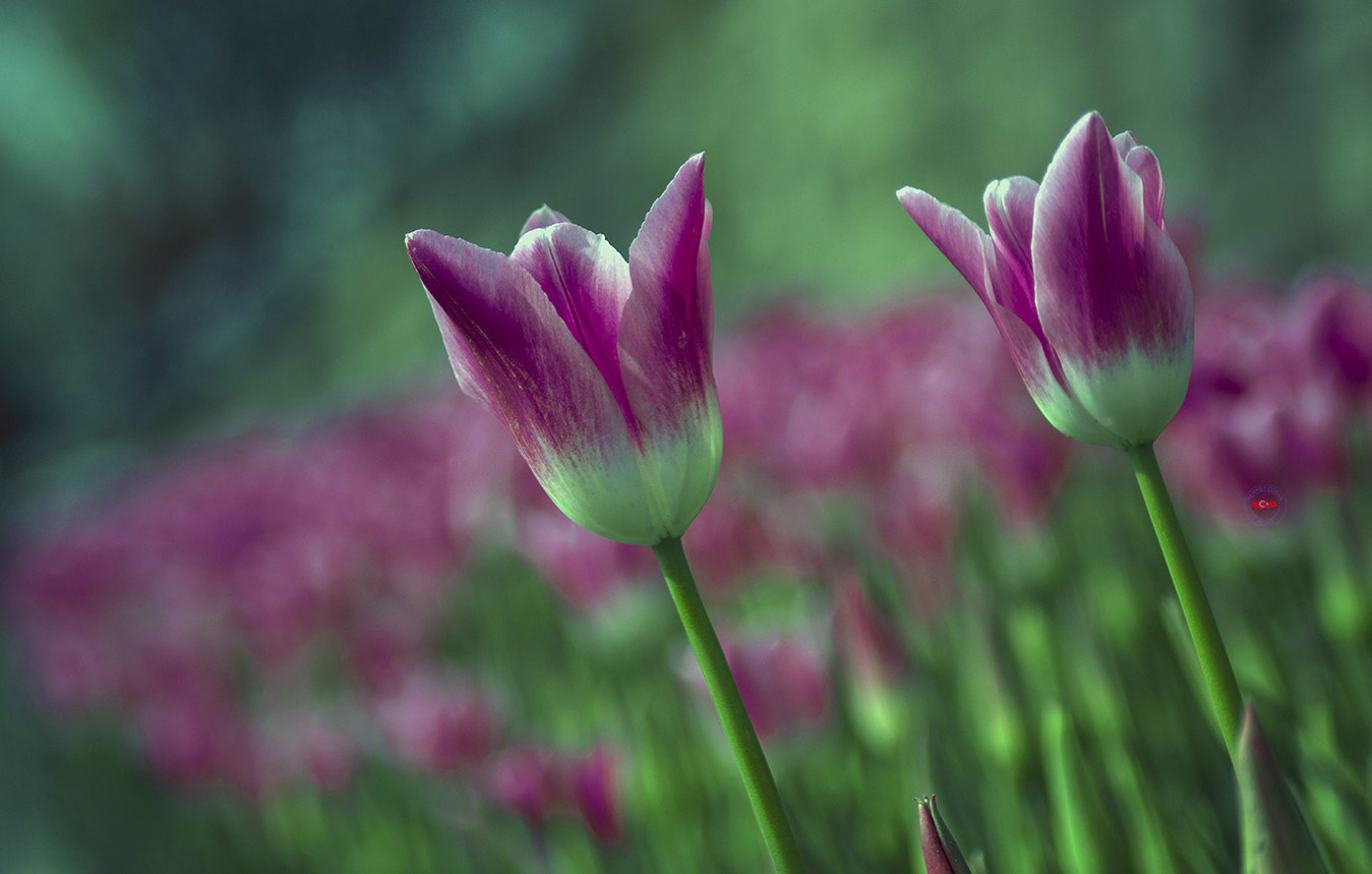 smc PENTAX-FA 100-300mm F4.7-5.8 sample photo. Beautiful tulips. photography