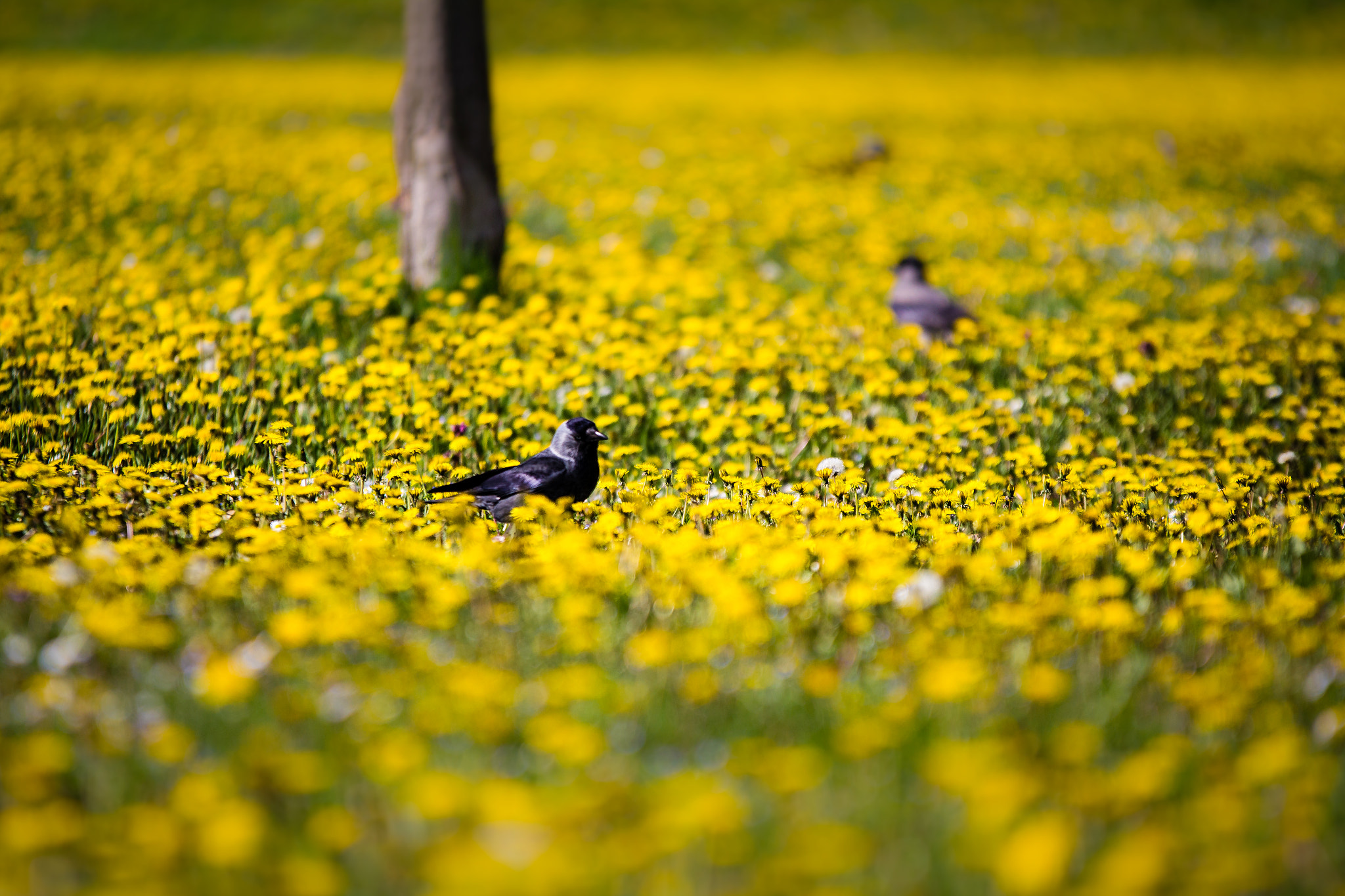 Sigma 70-200mm F2.8 EX DG OS HSM sample photo. Yet another spring shot! photography