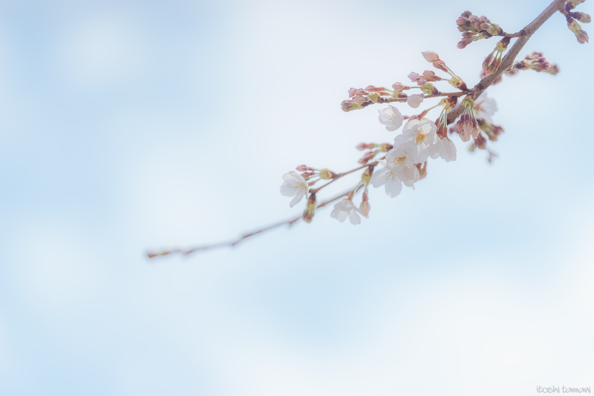 Tamron SP 70-200mm F2.8 Di VC USD sample photo. Introduction photography