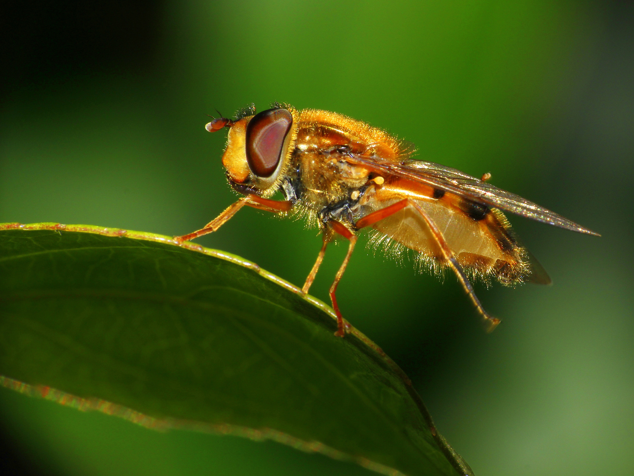 Canon EF-S 55-250mm F4-5.6 IS sample photo. Fly photography