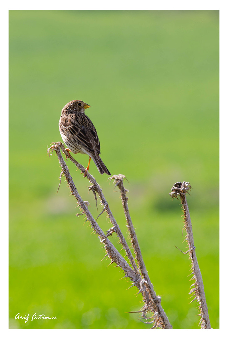 Sigma 120-400mm F4.5-5.6 DG OS HSM sample photo. Tarla çintesi photography
