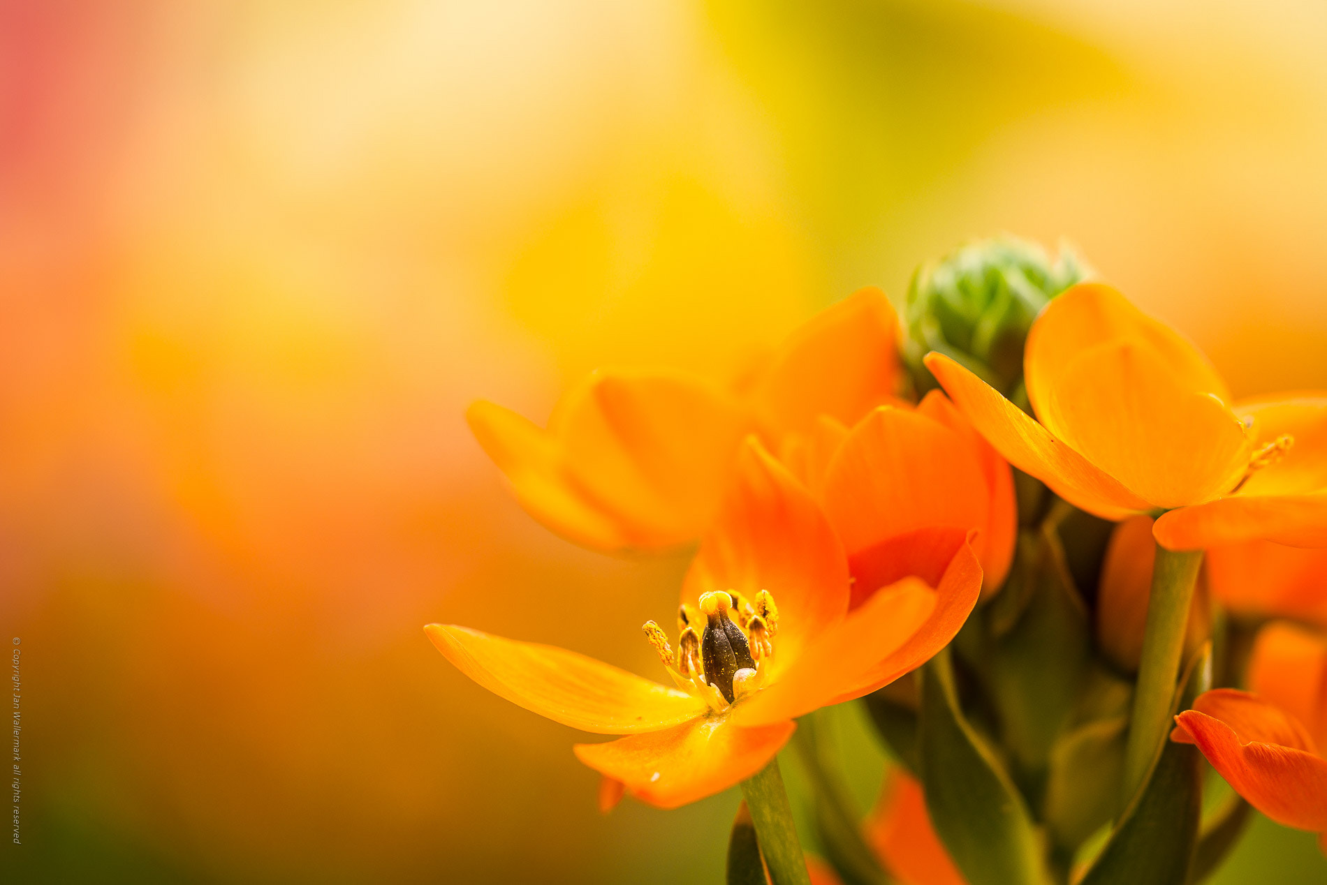 Sigma APO Macro 180mm F3.5 EX DG HSM sample photo. A orange day photography