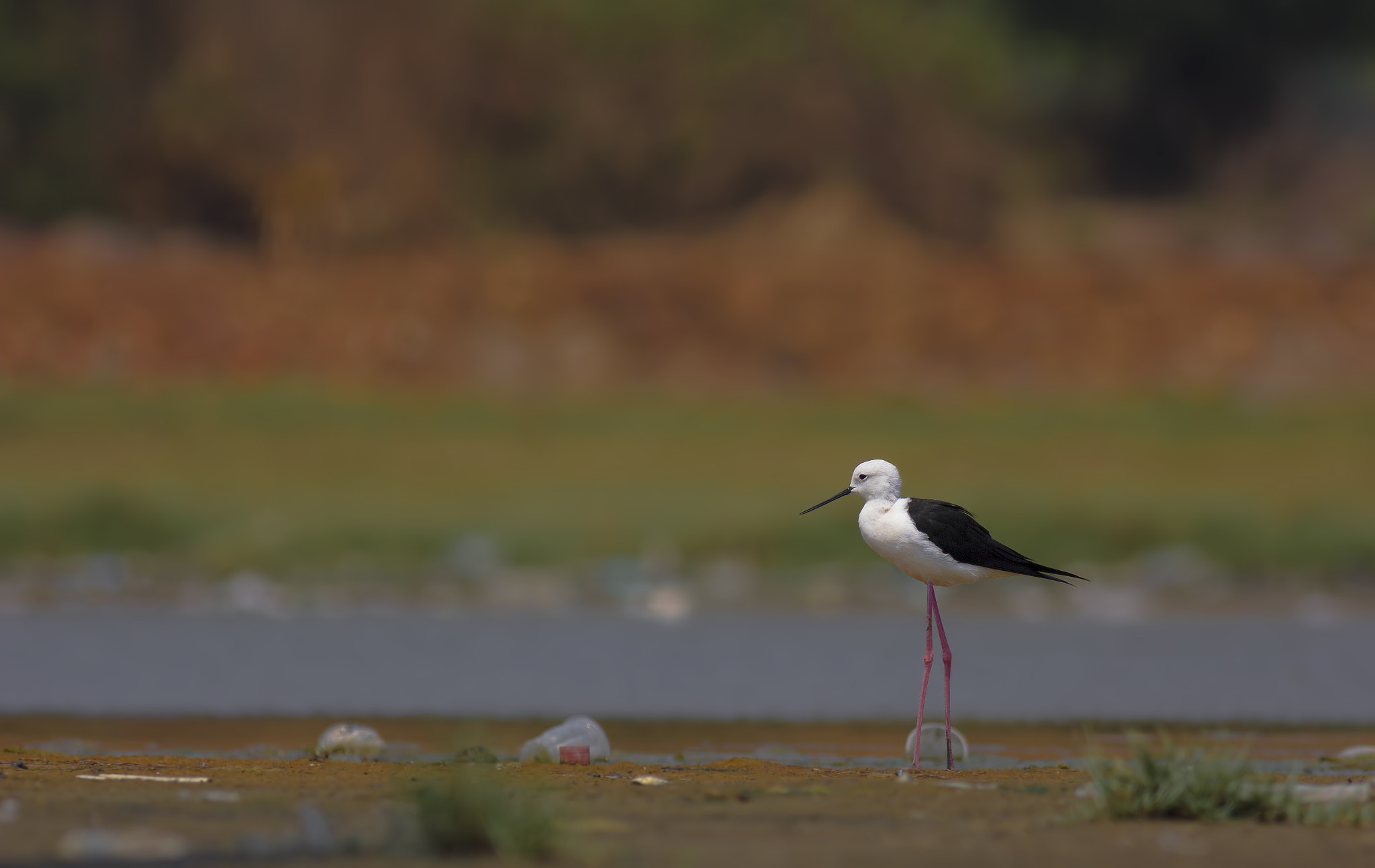 Canon EOS 60D + Canon EF 400mm F5.6L USM sample photo. Black winged stilt photography