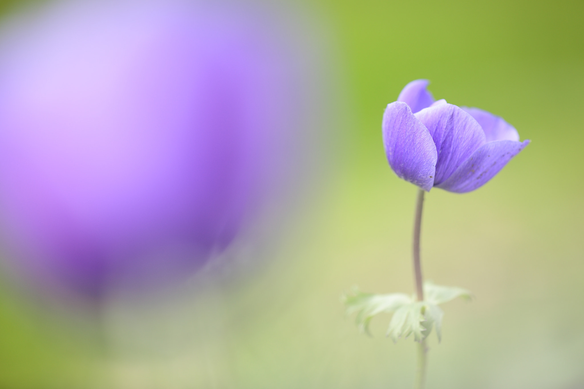 Canon EF 180mm F3.5L Macro USM sample photo. Tms #7 photography