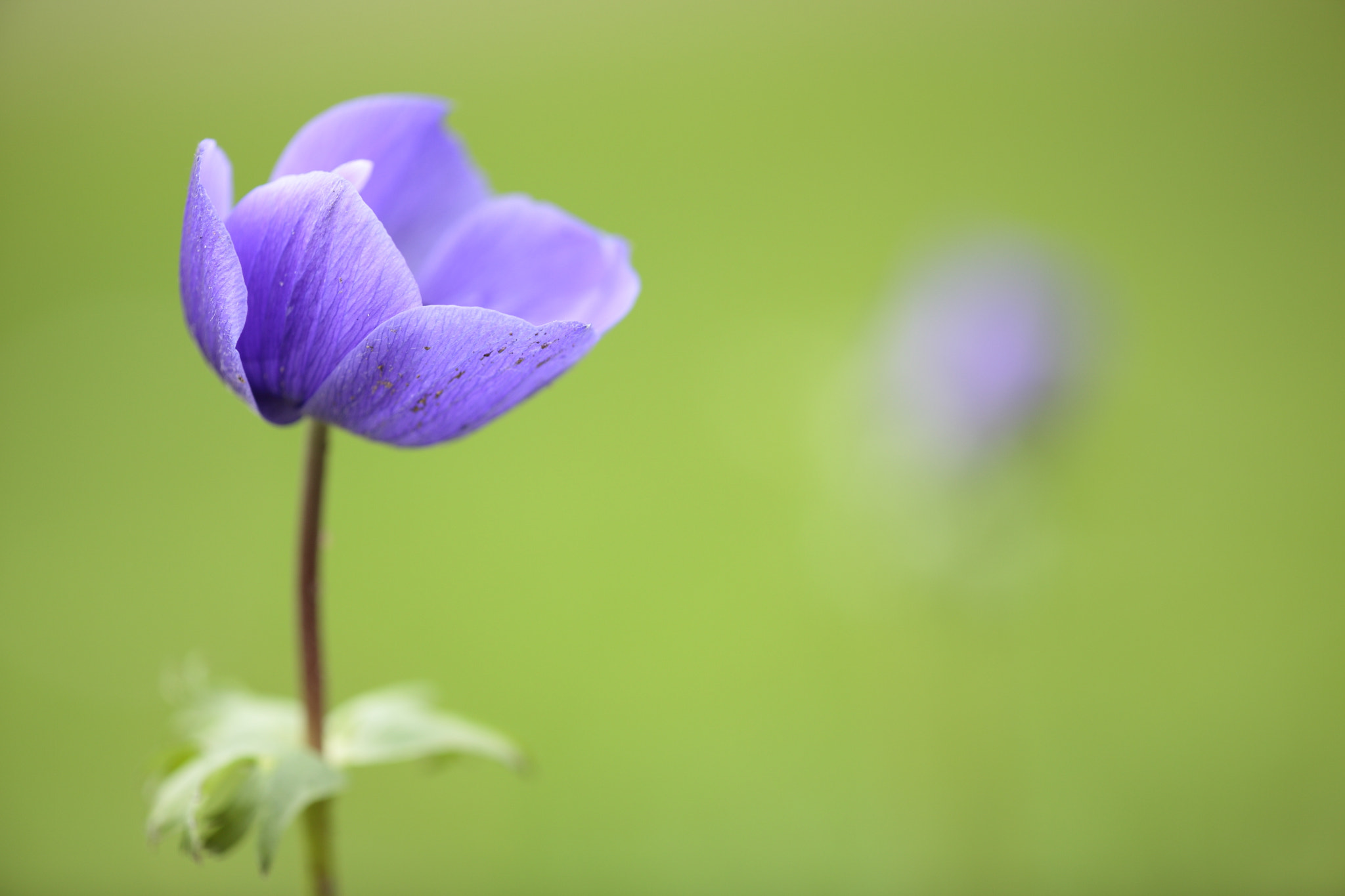 Canon EF 180mm F3.5L Macro USM sample photo. Tms #8 photography
