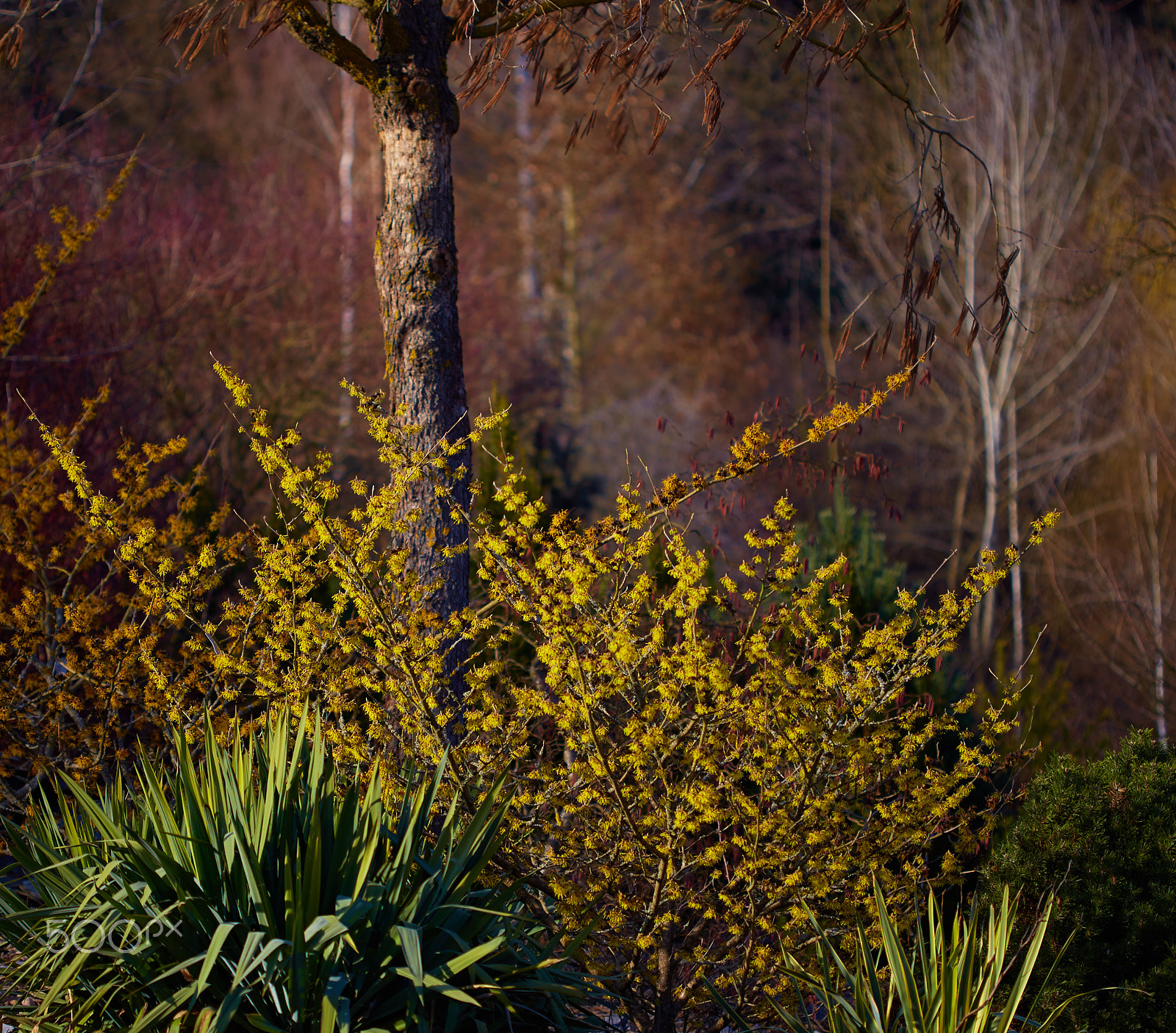 Canon EOS 6D + Canon EF 100mm F2.8 Macro USM sample photo. Spring - hamamelis intermedia photography