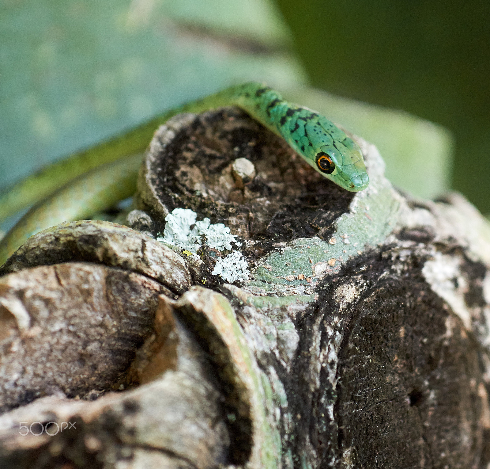 Sony Alpha a5000 (ILCE 5000) + E 60mm F2.8 sample photo. Spotted bush snake photography