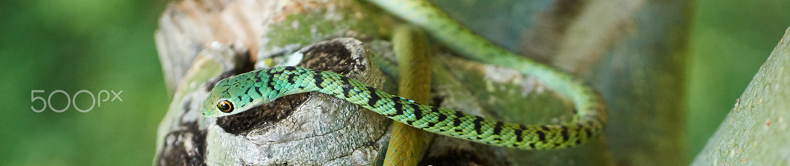Sony Alpha a5000 (ILCE 5000) + E 60mm F2.8 sample photo. Spotted bush snake panoramic photography