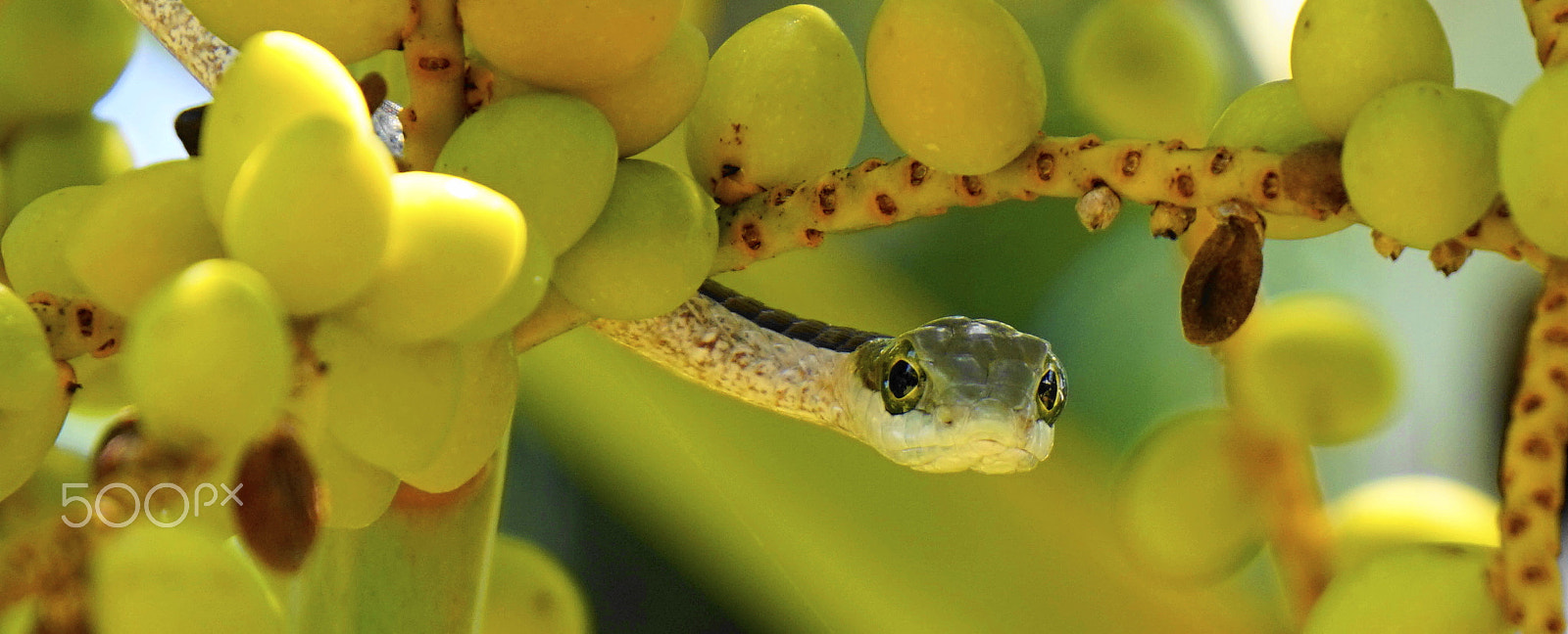 Sony E 55-210mm F4.5-6.3 OSS sample photo. Juvenile boomslang photography