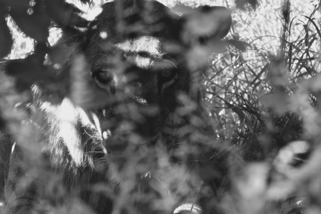 Canon EF 100-400mm F4.5-5.6L IS USM sample photo. Into the bush photography