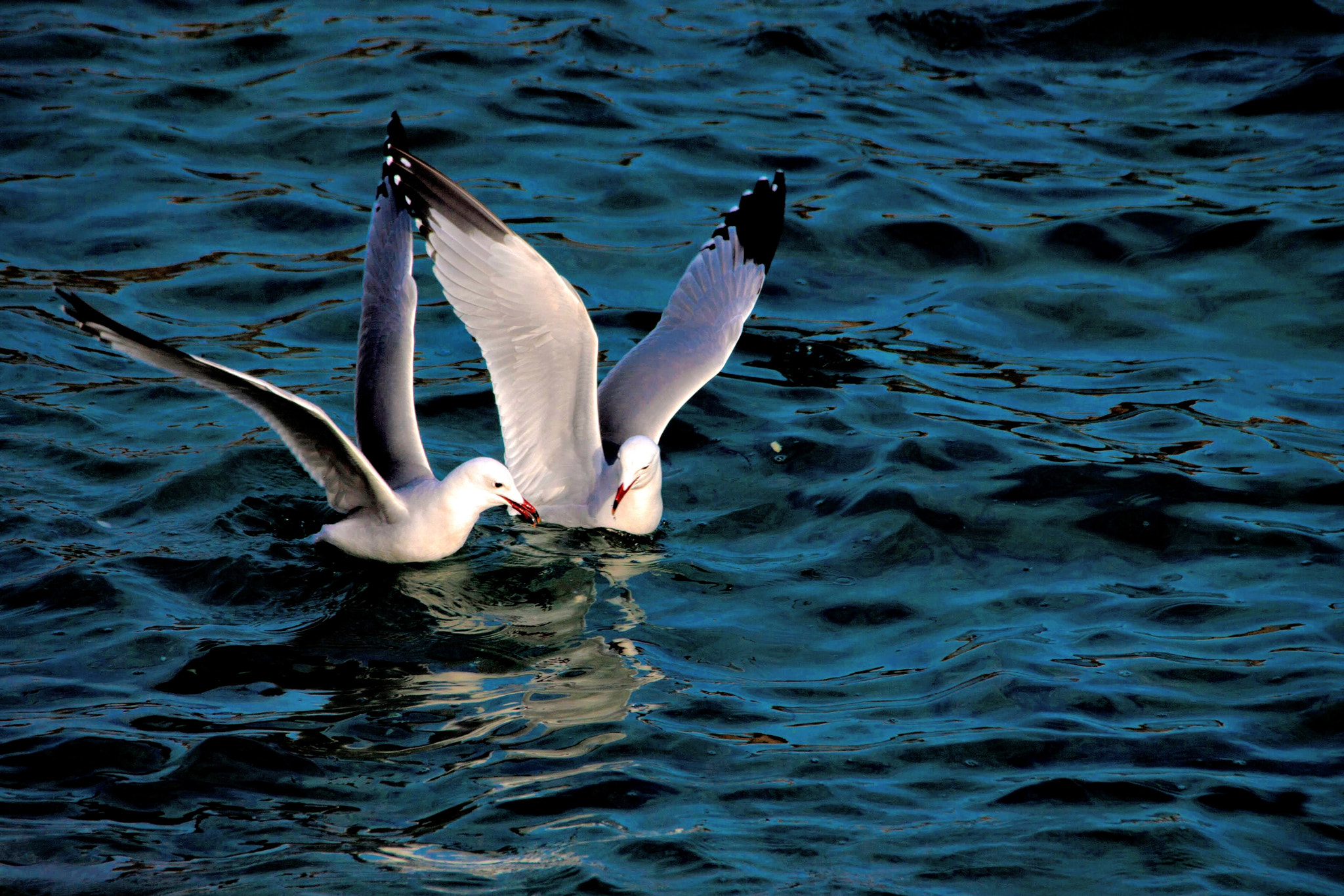 Sigma 150-500mm F5-6.3 DG OS HSM sample photo. Pareja de gaviotas. photography