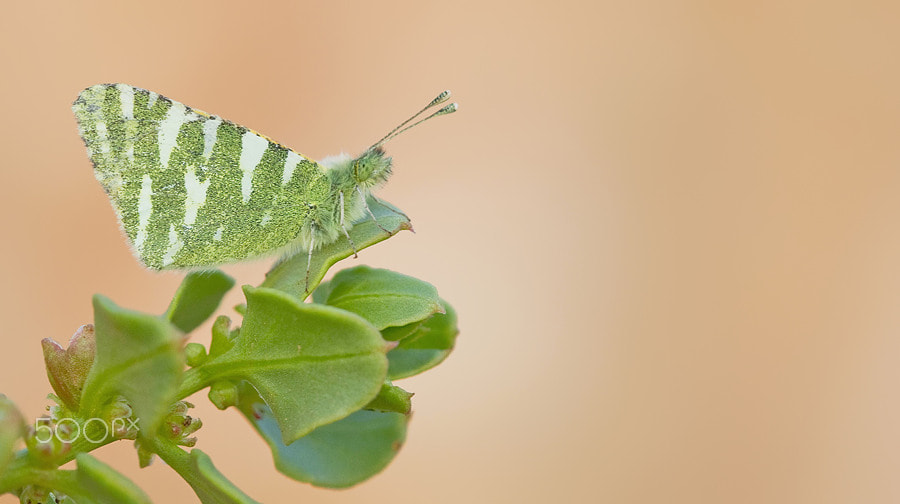 Canon EOS-1D Mark IV sample photo. Canary green-striped white / euchloe hesperidum photography