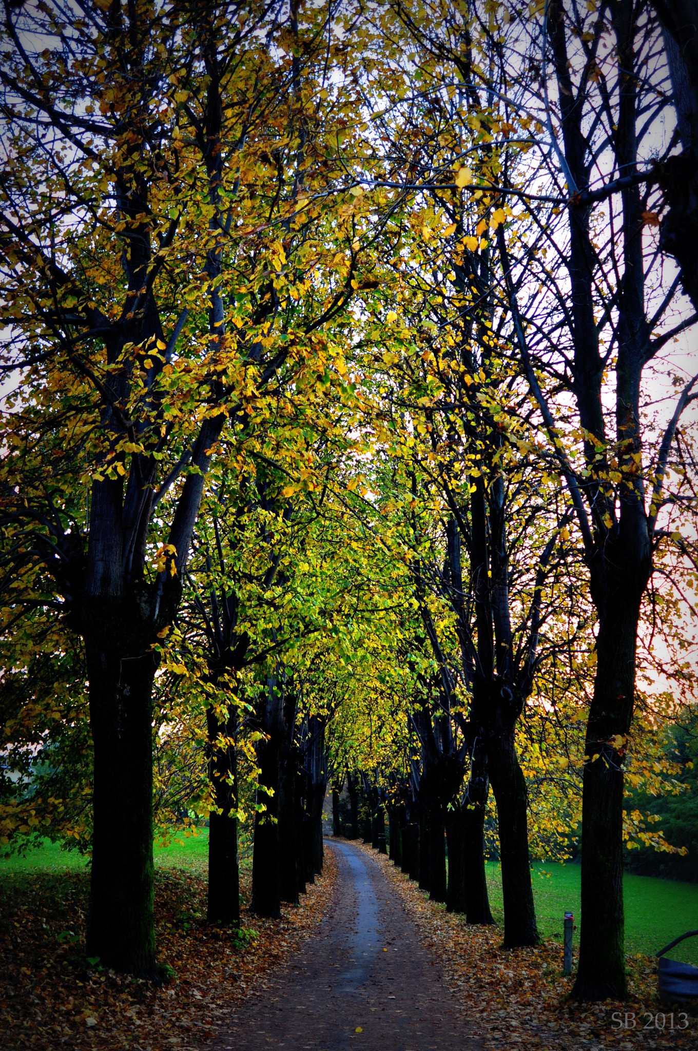 AF Zoom-Nikkor 28-100mm f/3.5-5.6G sample photo. Tree road [popular] photography