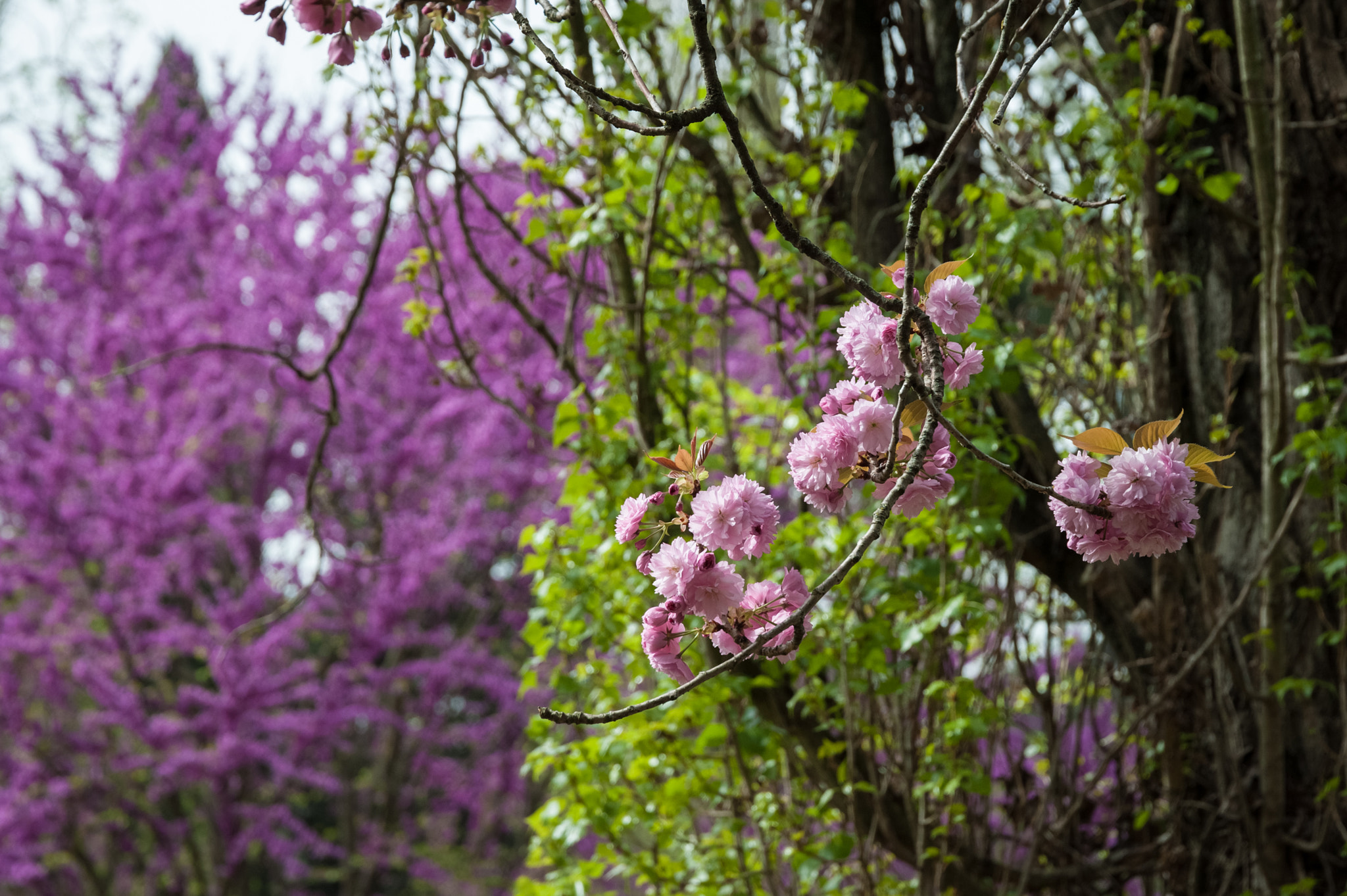 Nikon D700 + Sigma 24-105mm F4 DG OS HSM Art sample photo. Ciliegi a villa borghese photography