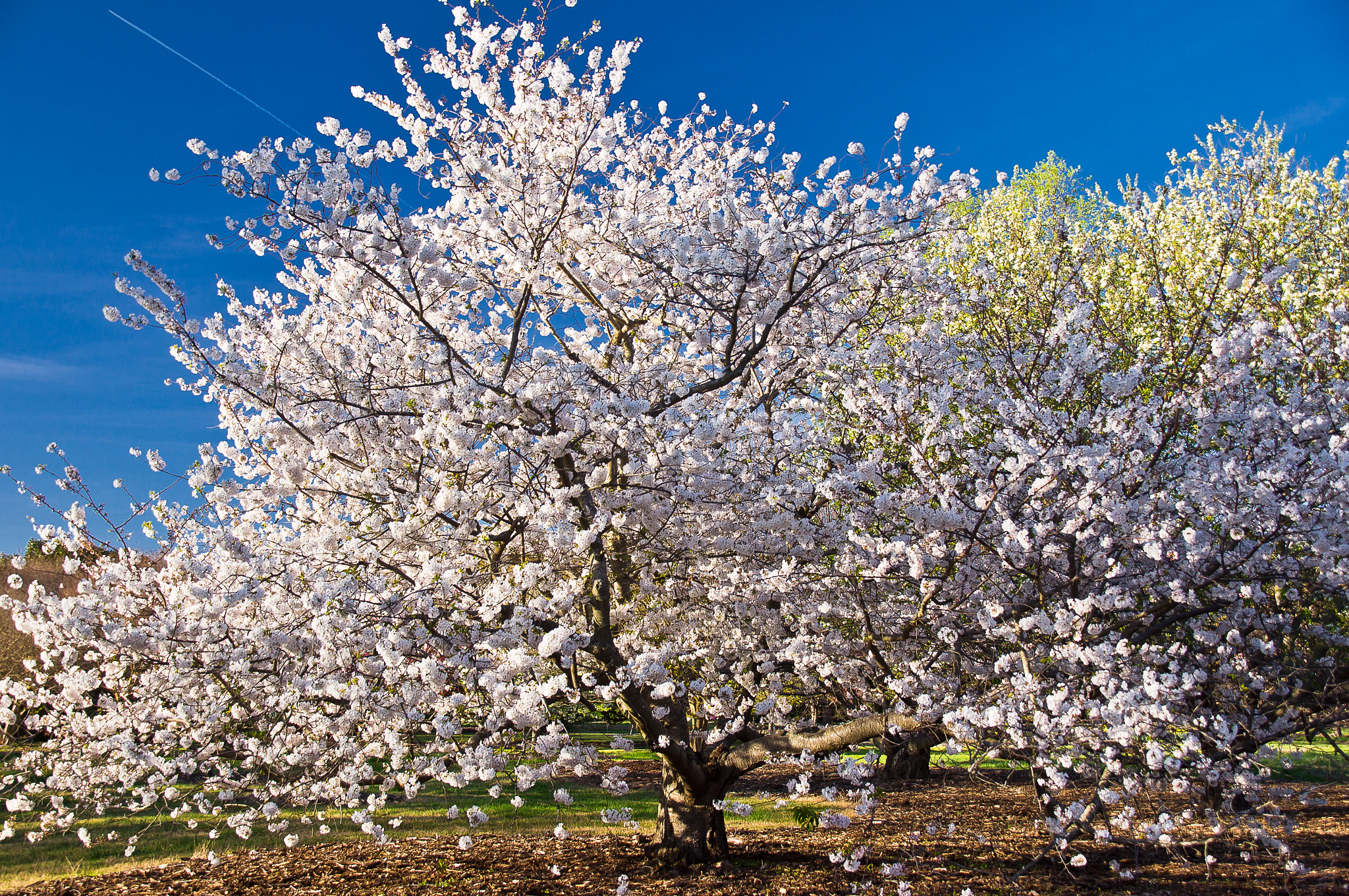 Tamron 18-270mm F3.5-6.3 Di II PZD sample photo. Cheery cherry photography