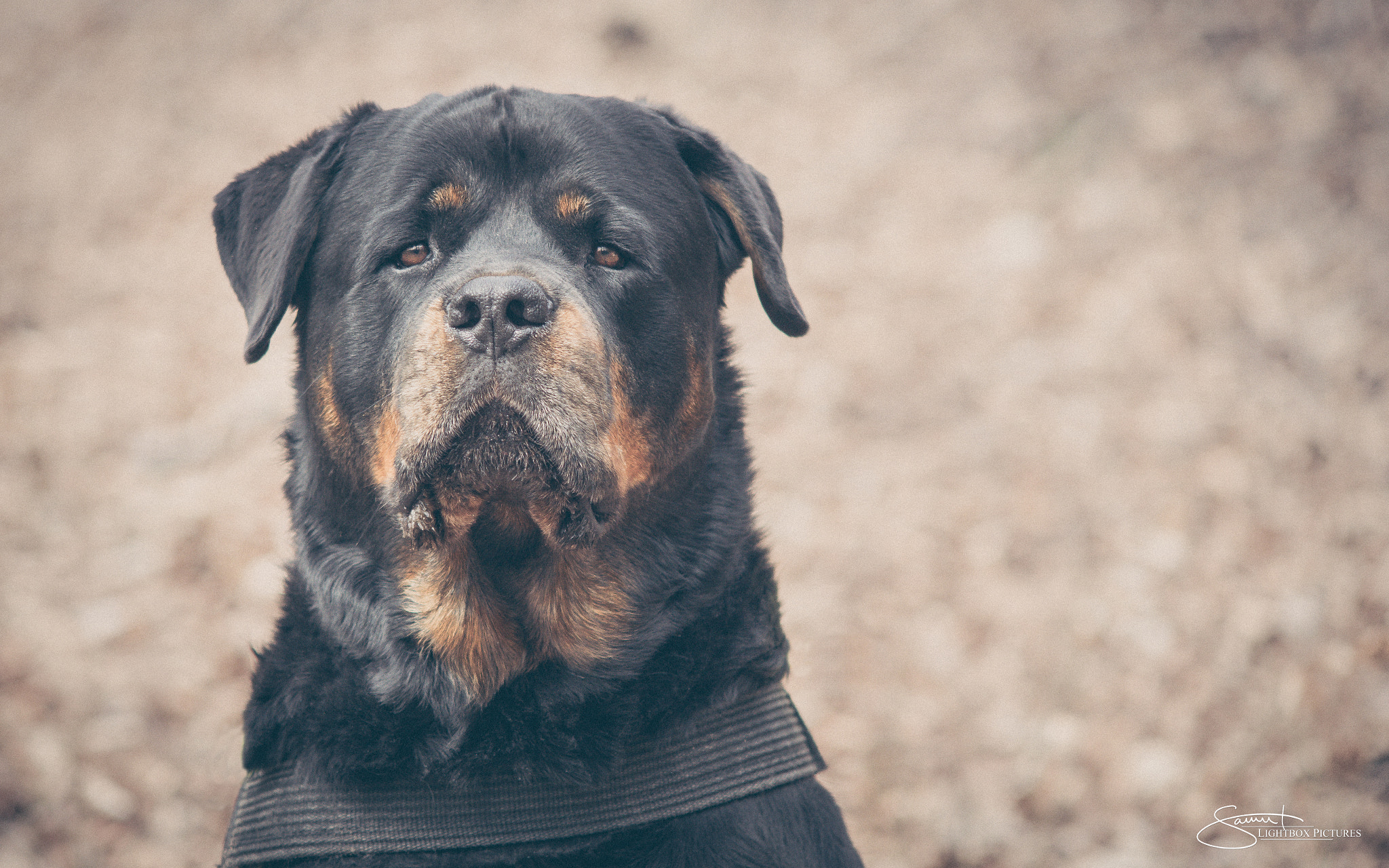 50-150mm F2.8 sample photo. Rottweiler photography