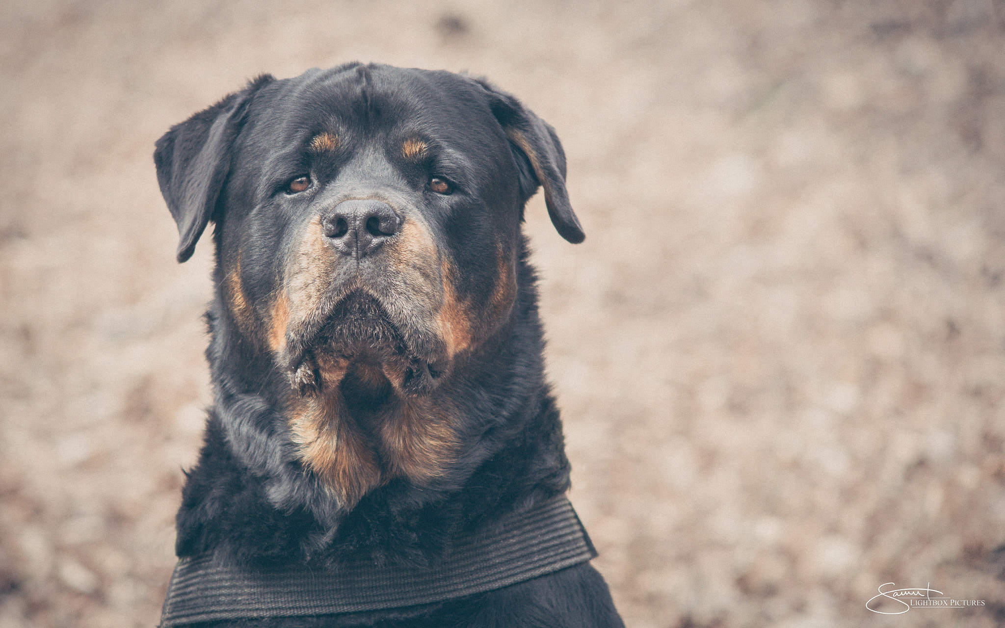 Sony ILCA-77M2 + 50-150mm F2.8 sample photo. Rottweiler photography
