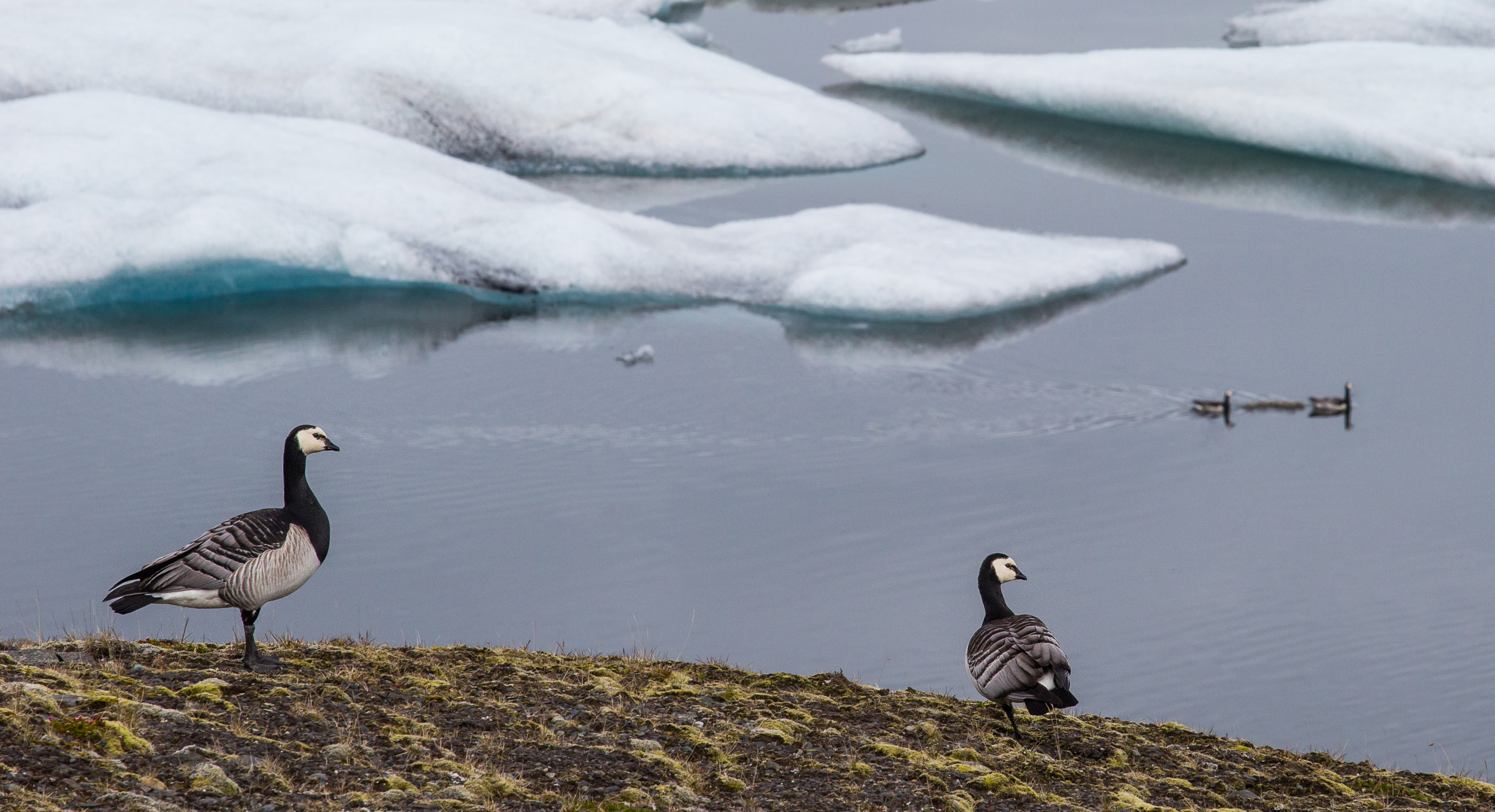 Canon EOS-1D X + Canon EF 70-200mm F4L USM sample photo. Barnacle goose photography