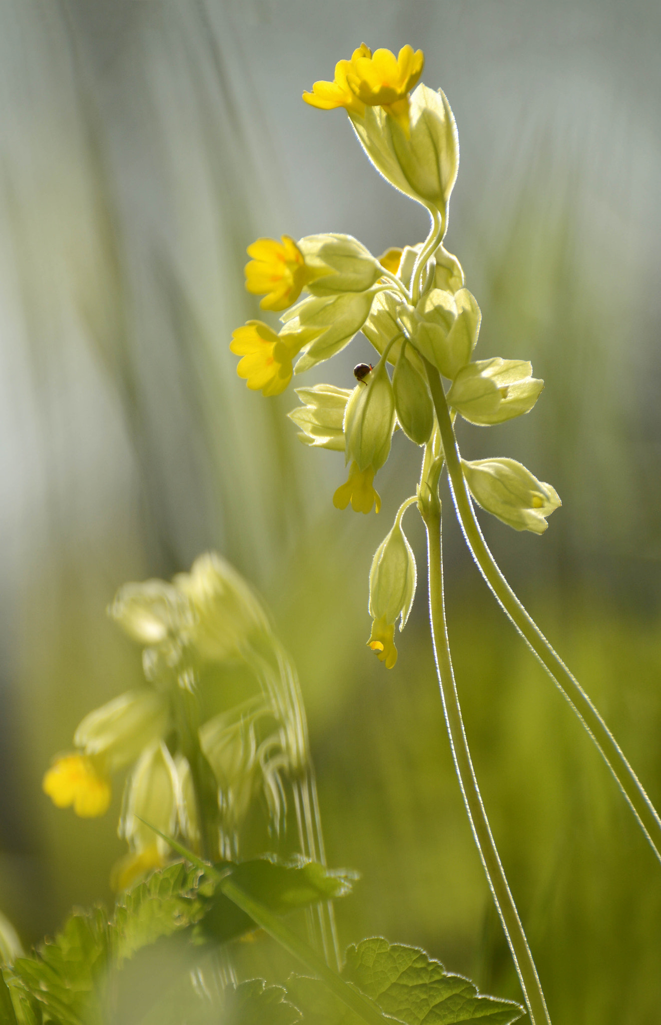Nikkor 500mm f/4 P ED IF sample photo. Spring photography