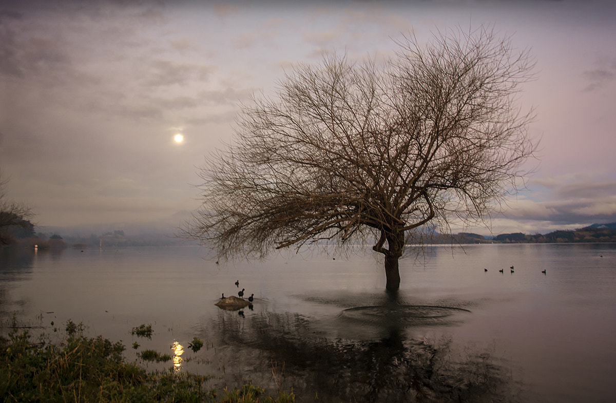 Canon EOS 450D (EOS Rebel XSi / EOS Kiss X2) sample photo. Ducks in the moonlight photography