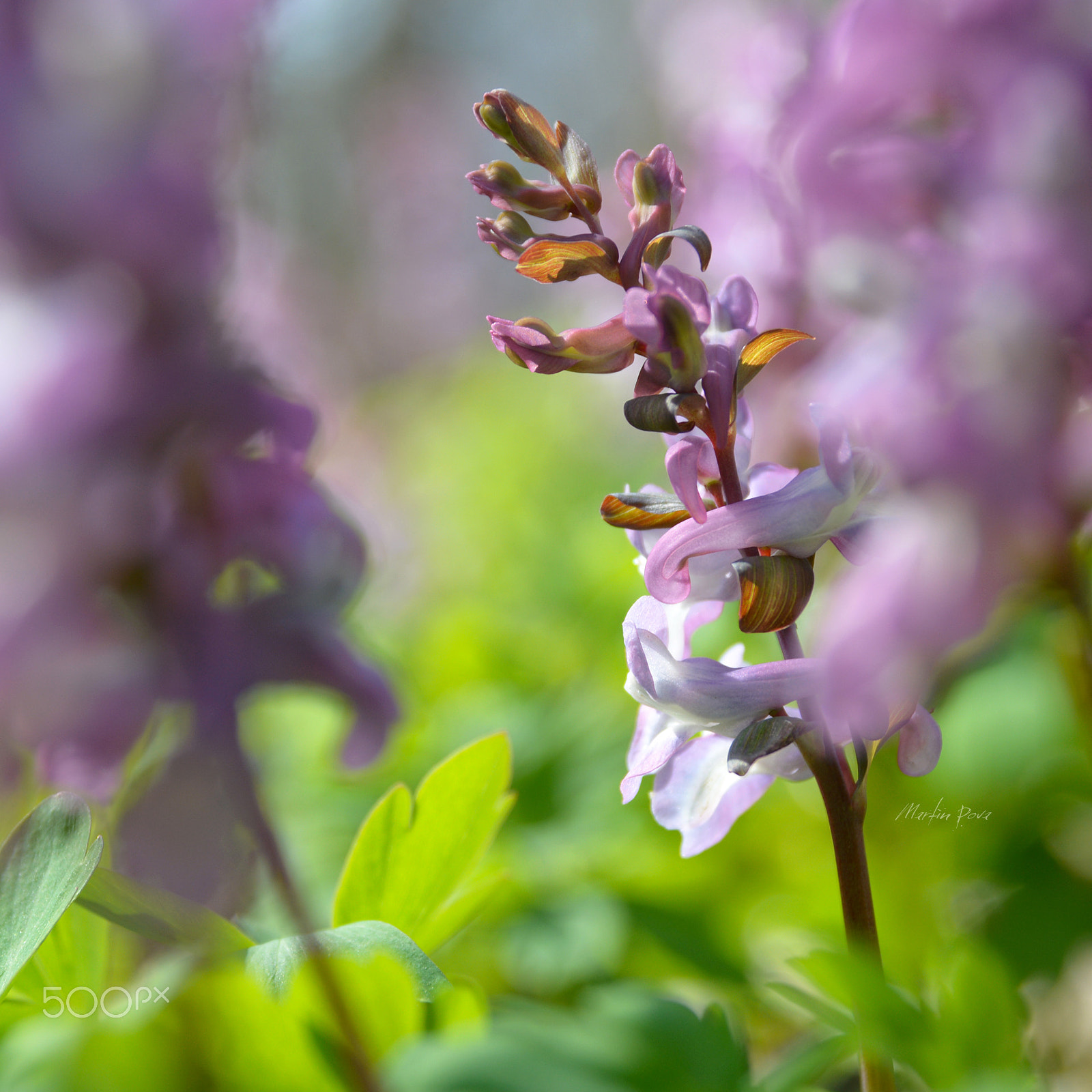 Nikon D7100 + Nikon AF Nikkor 28mm F2.8D sample photo. Corydalis cava photography