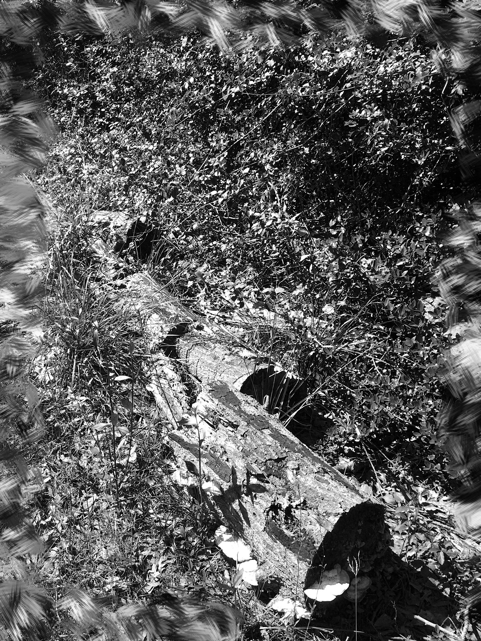 Curious Satellite Hueless on iPhone sample photo