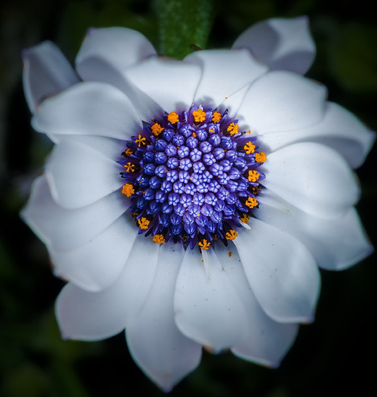 AF Zoom-Nikkor 28-85mm f/3.5-4.5 sample photo. * photography