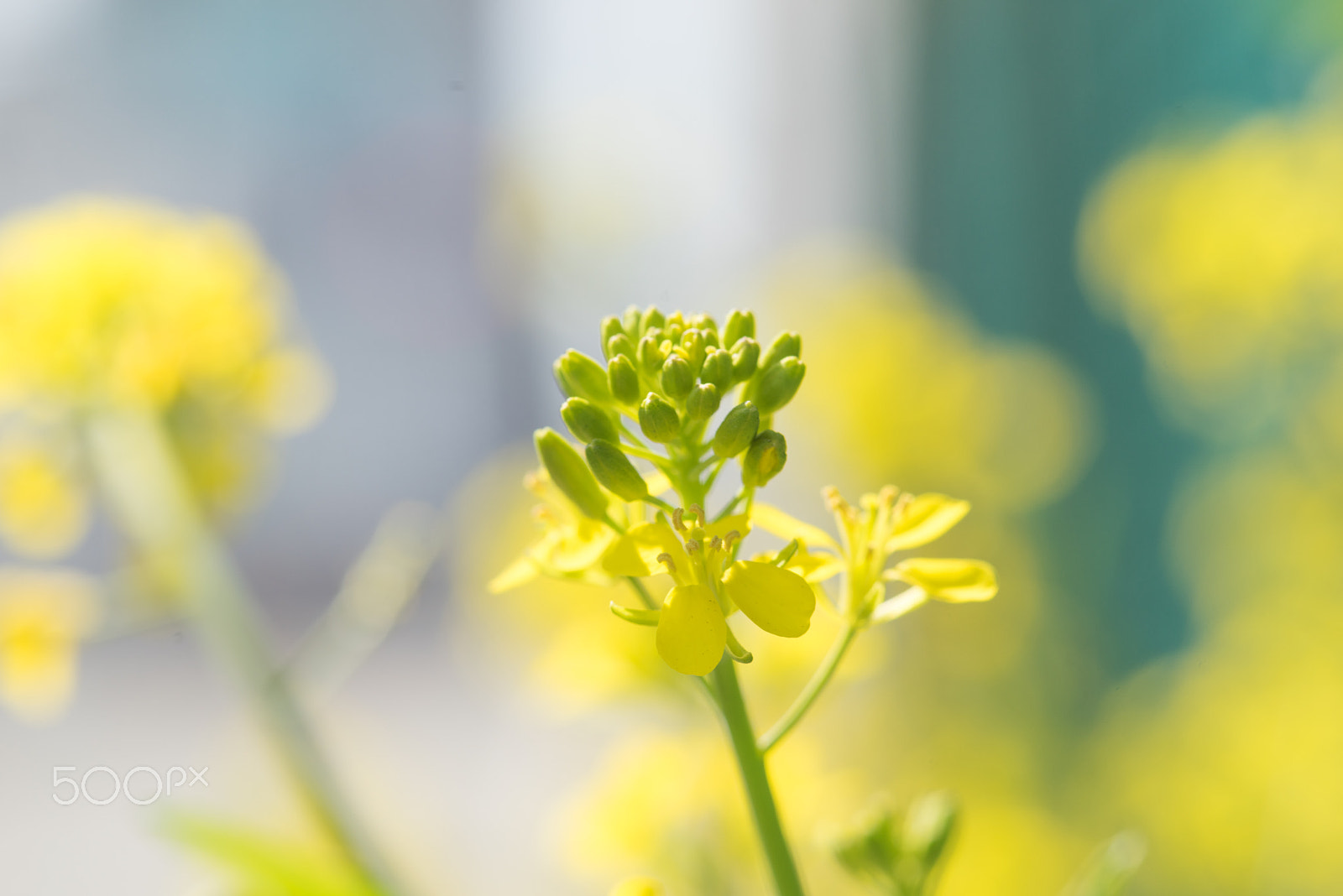 Sony a7R + Minolta AF 100mm F2.8 Macro [New] sample photo. Rape blossoms photography