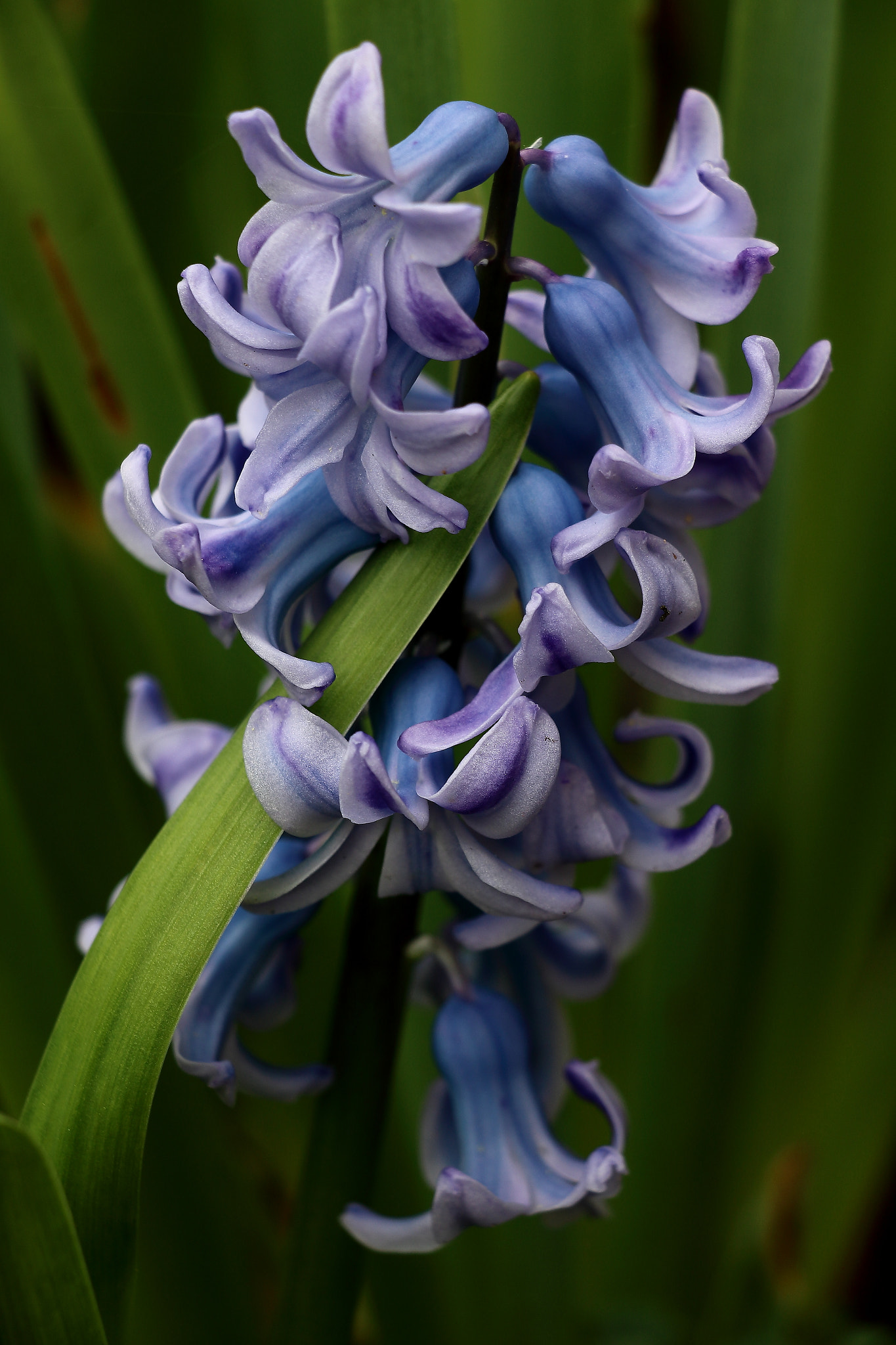 Canon EF-S 18-135mm F3.5-5.6 IS STM sample photo. Clochette photography