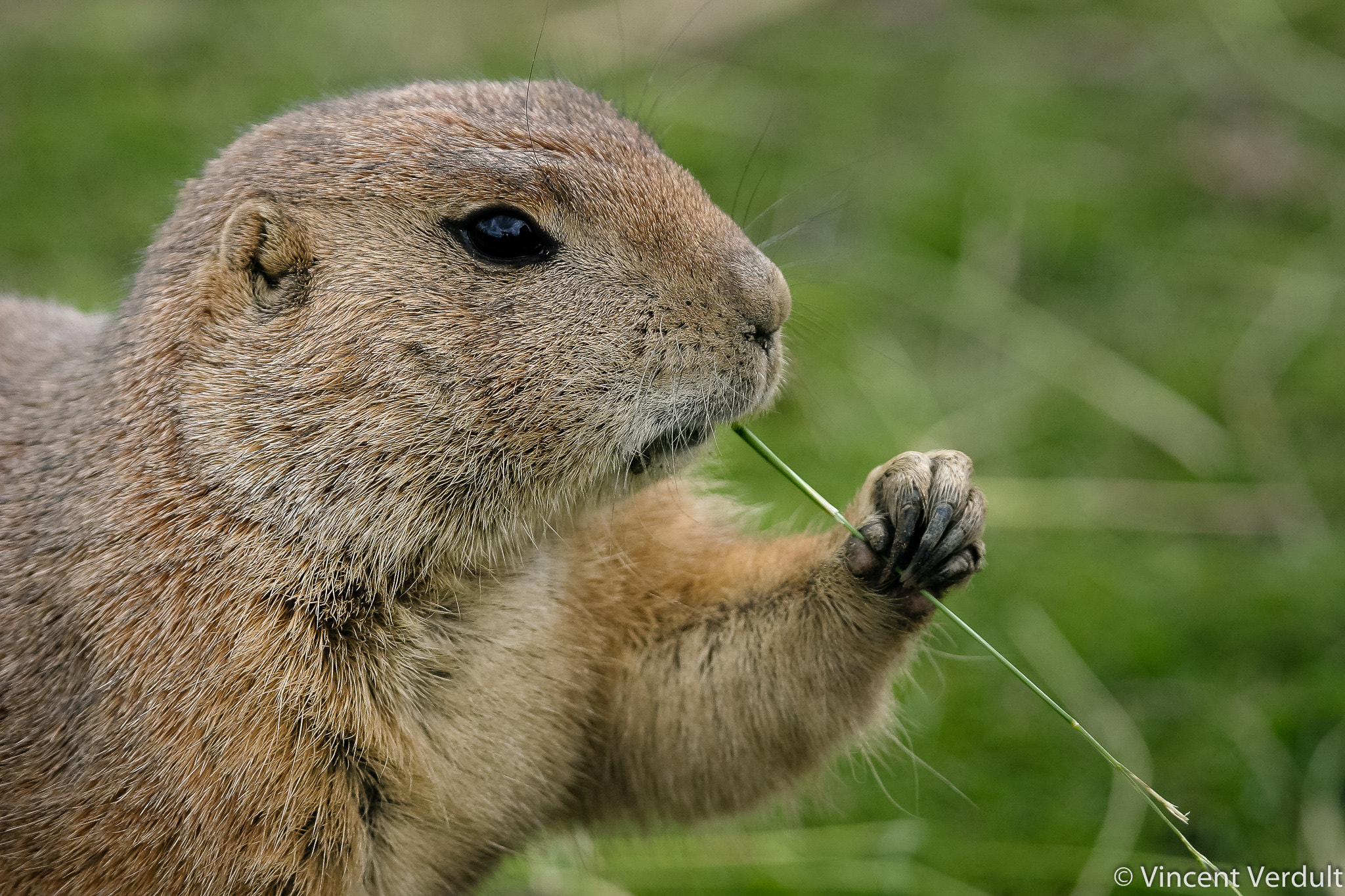Canon EOS 10D sample photo. Prairie dog eating grass photography