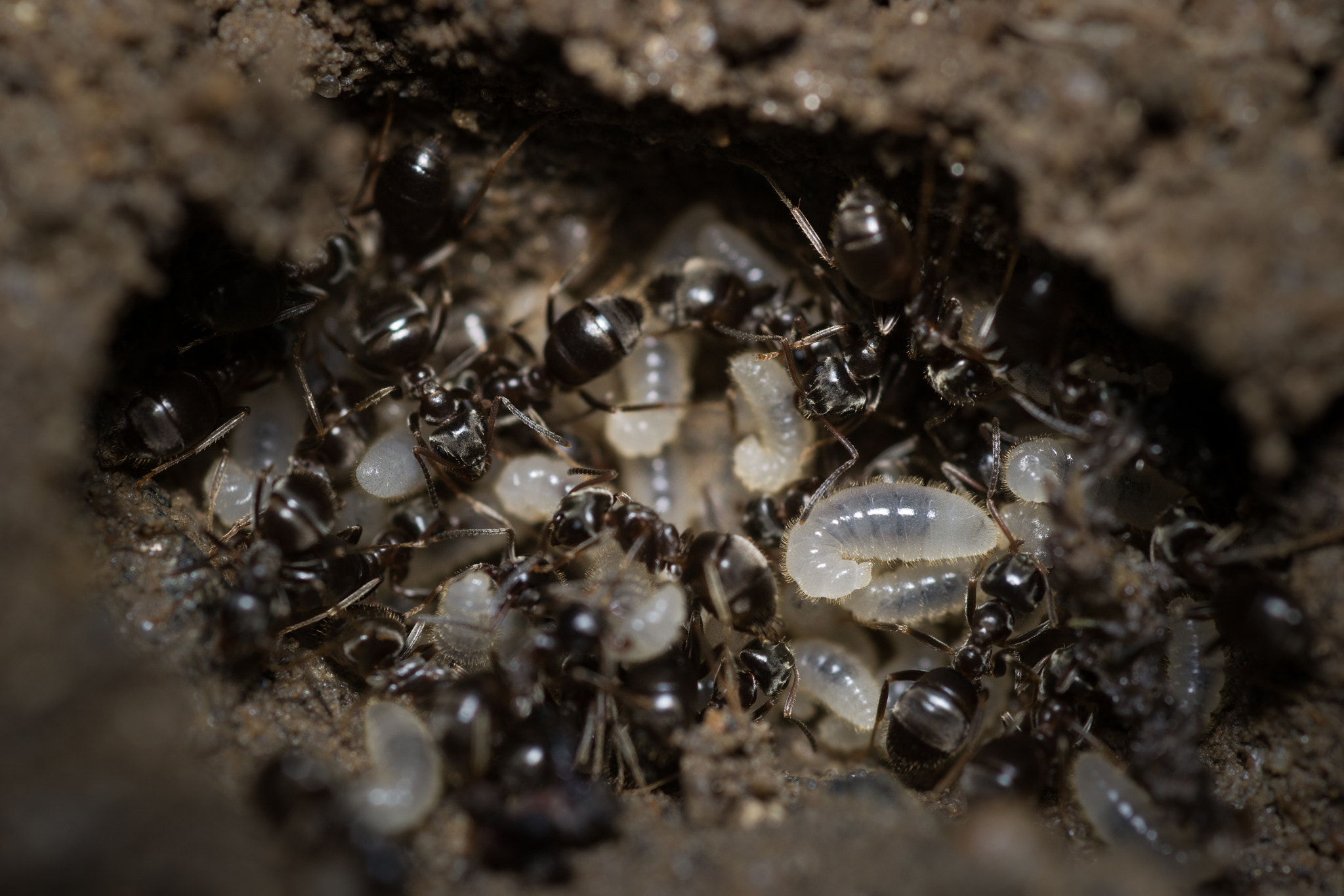 Nikon D3100 + AF Micro-Nikkor 60mm f/2.8 sample photo. Underground workers photography