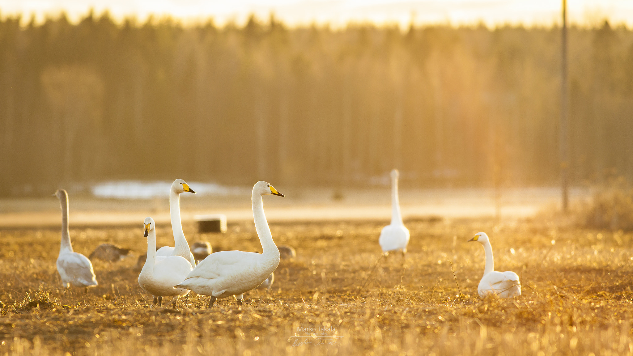 Canon EOS 5D Mark II + Canon EF 400mm F5.6L USM sample photo. Evening sun photography