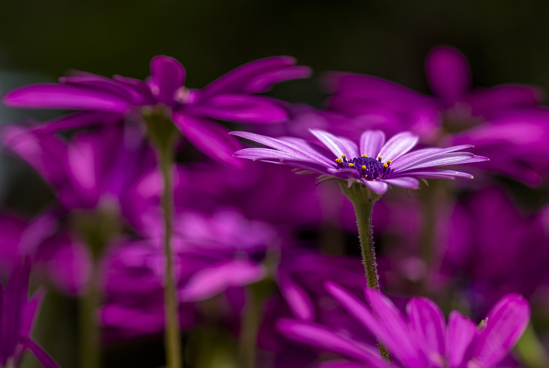Pentax K10D sample photo. Purple gerbera photography