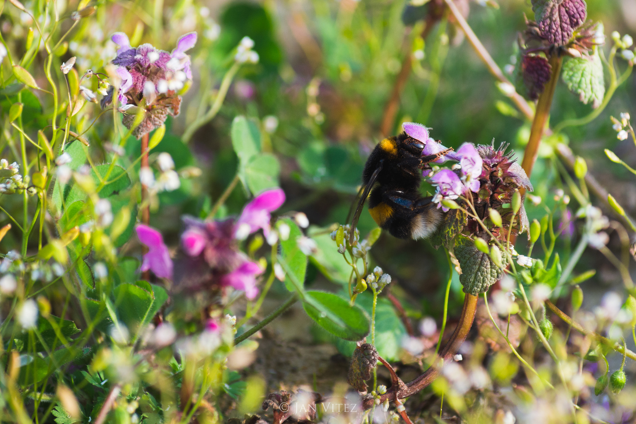 Nikon D610 + Sigma 50-150mm F2.8 EX APO DC HSM II + 1.4x sample photo. Head first into the flower photography