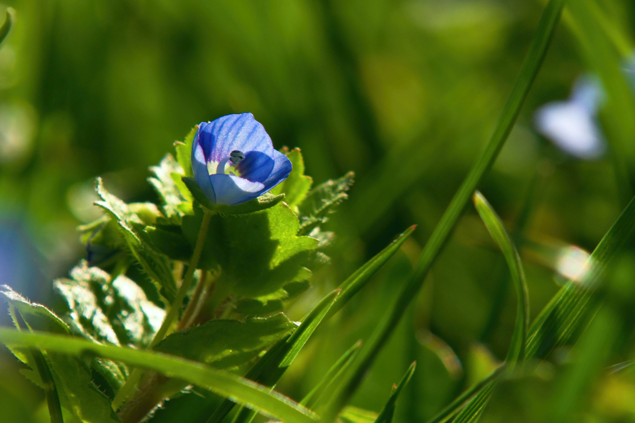 70.00 - 300.00 mm f/4.0 - 5.6 sample photo. Spring photography