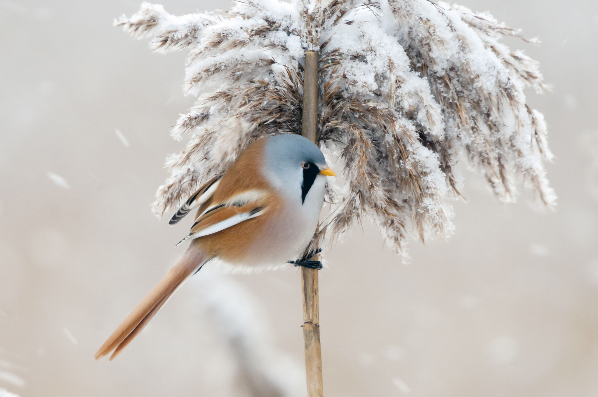 Sigma 50-500mm F4.5-6.3 DG OS HSM sample photo. Bearded reedling (panurus biarmicus). photography