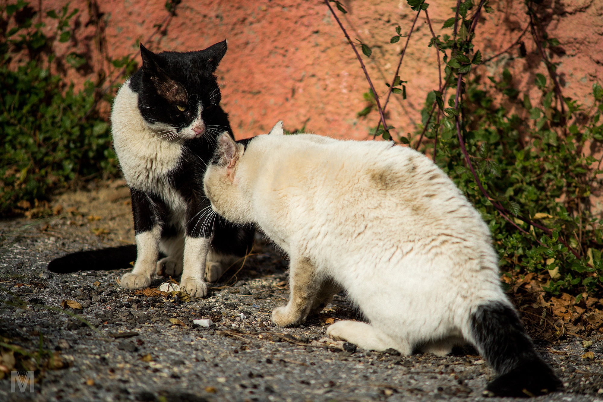 Sony a99 II + Minolta AF 70-210mm F4 Macro sample photo. Caturday. serious question. photography