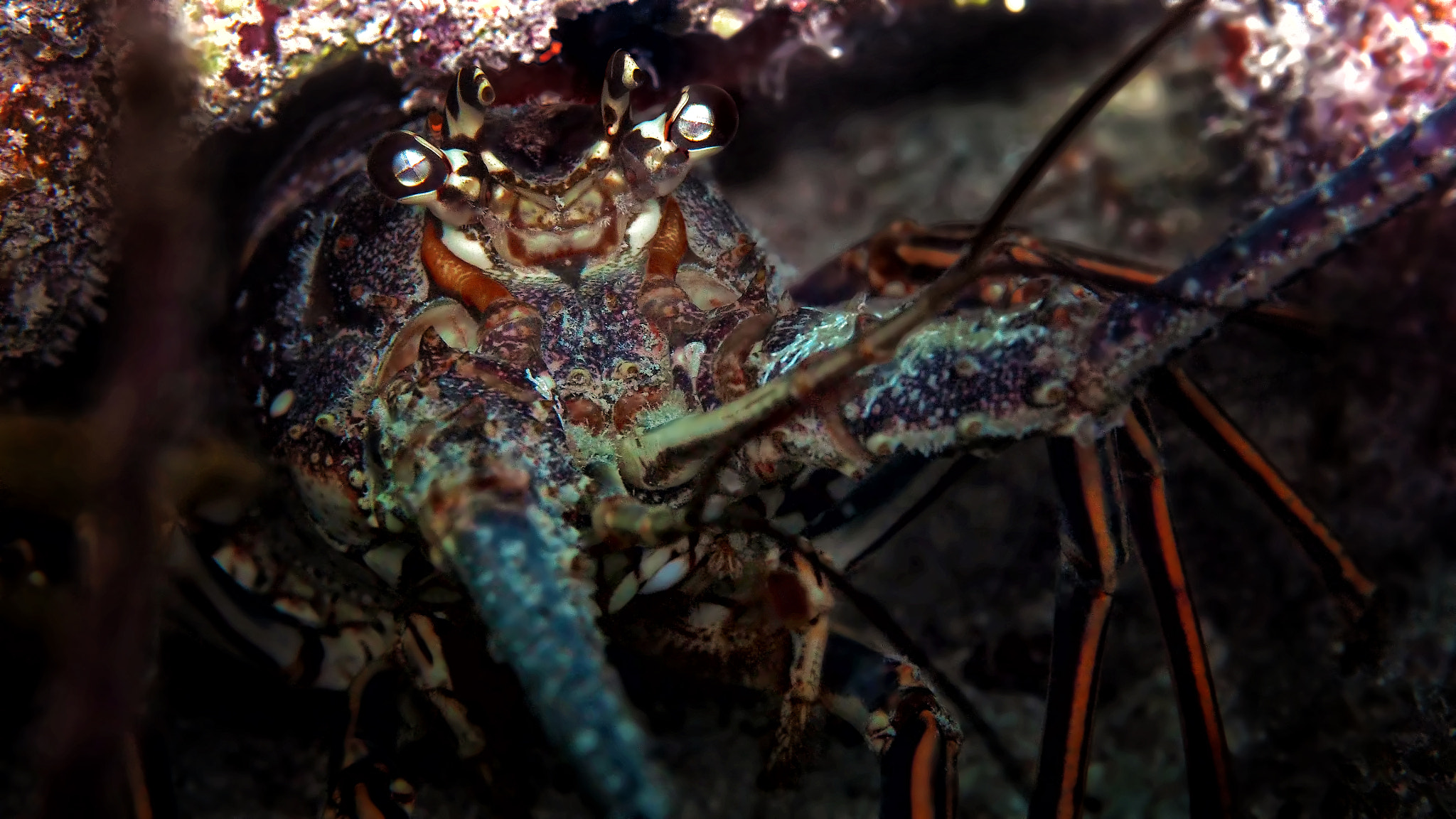Olympus PEN E-PL5 sample photo. Rock lobster photography