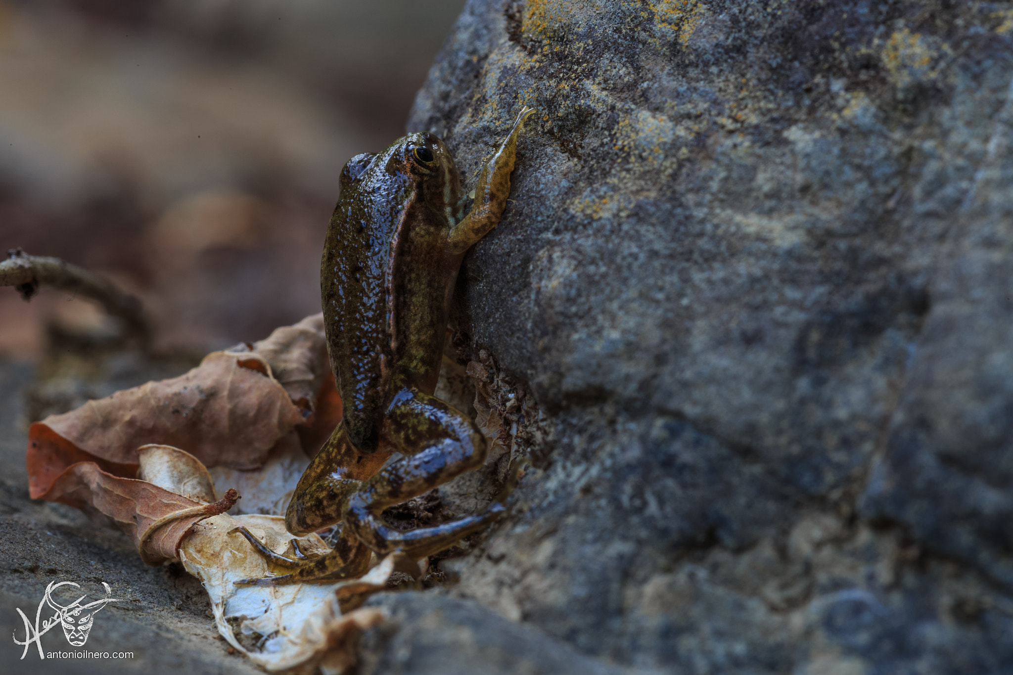 Canon EOS 6D + Sigma 105mm F2.8 EX DG Macro sample photo. Just a frog photography