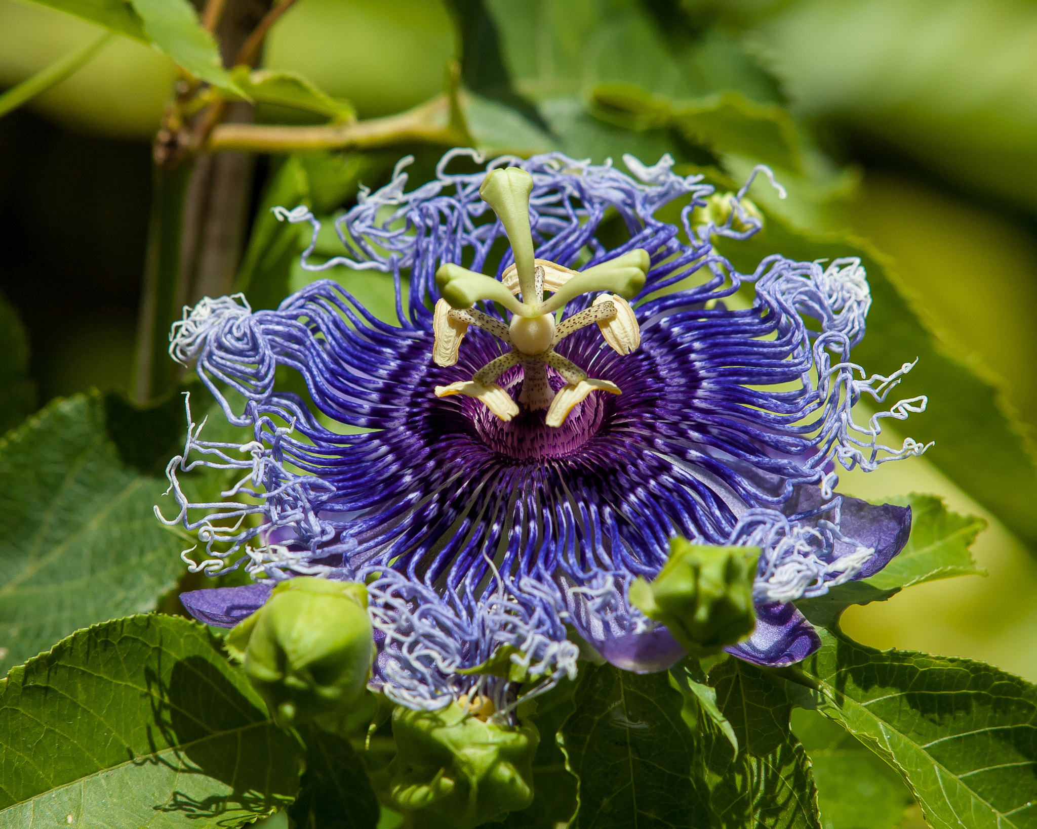 Olympus E-620 (EVOLT E-620) sample photo. Passion flower photography