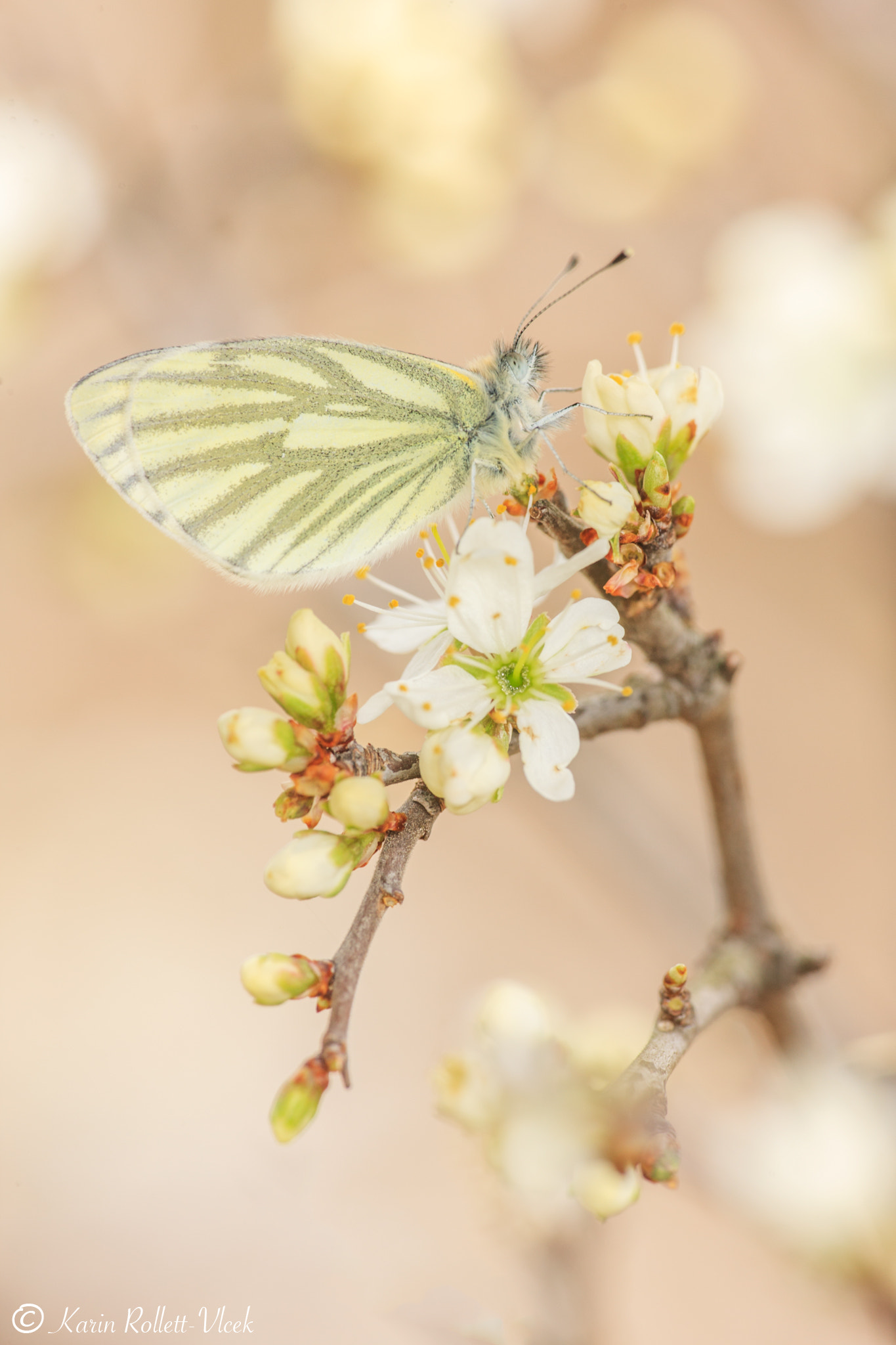 Sigma APO Macro 180mm F2.8 EX DG OS HSM sample photo. Season opener photography